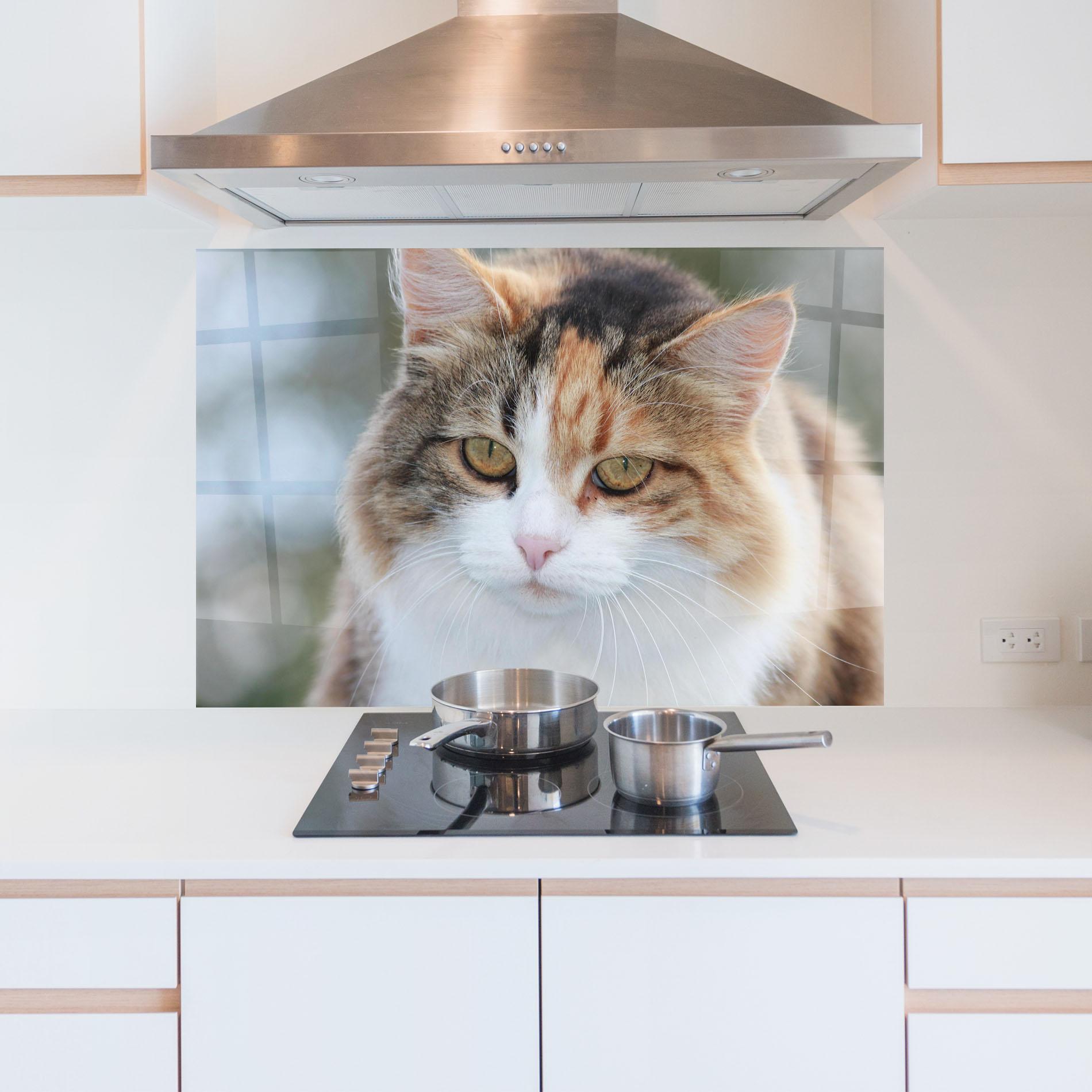 Küchenrückwand Glas Orange Brown Cat mockup 5