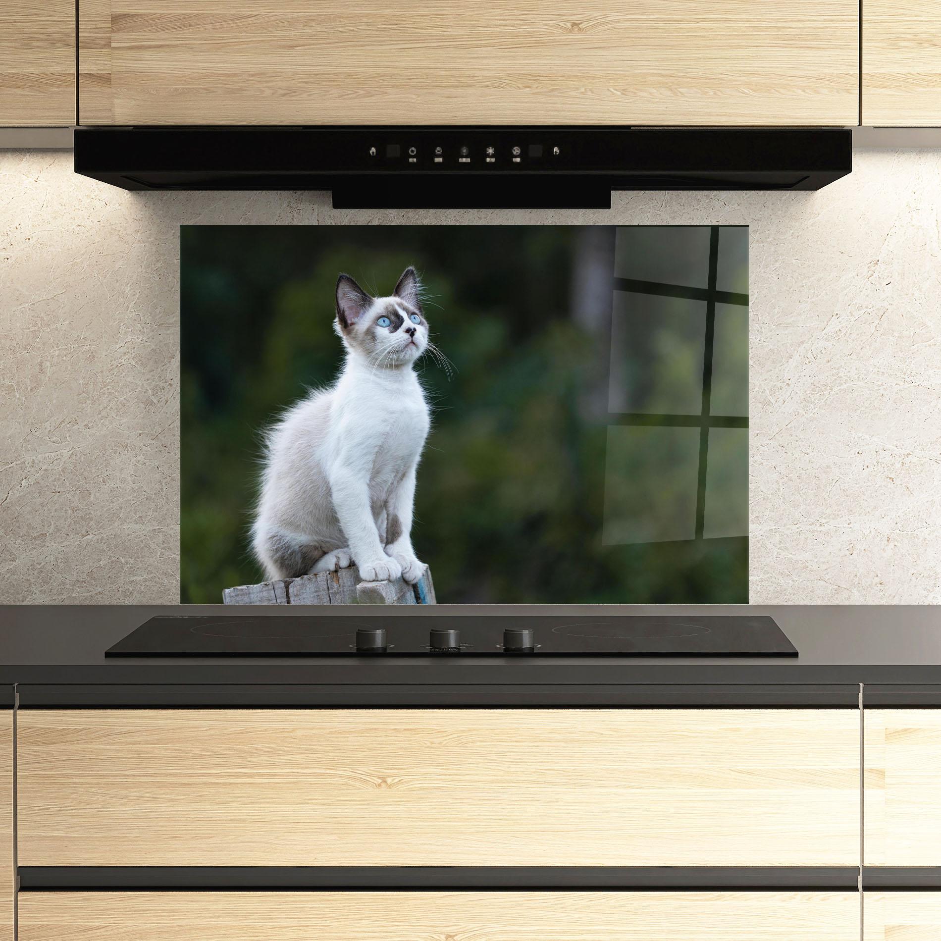 Küchenrückwand Glas Grey Cat In Nature mockup 3