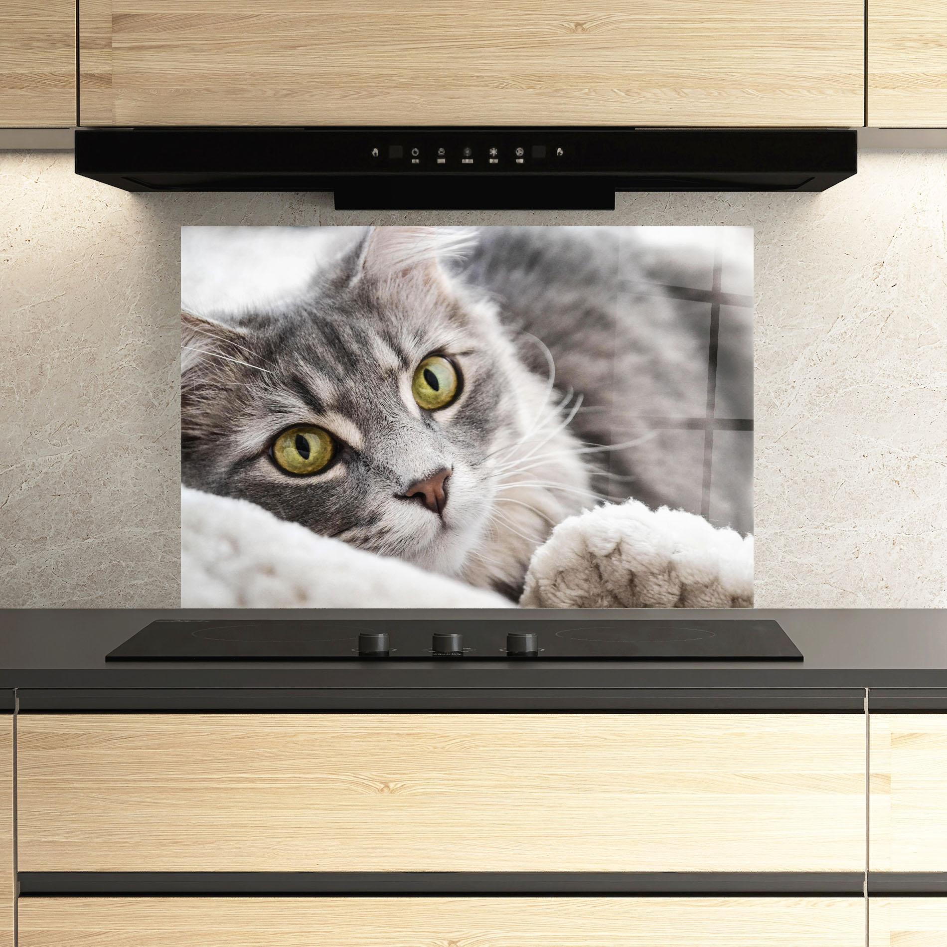 Küchenrückwand Glas Grey Fluffy Cat mockup 3