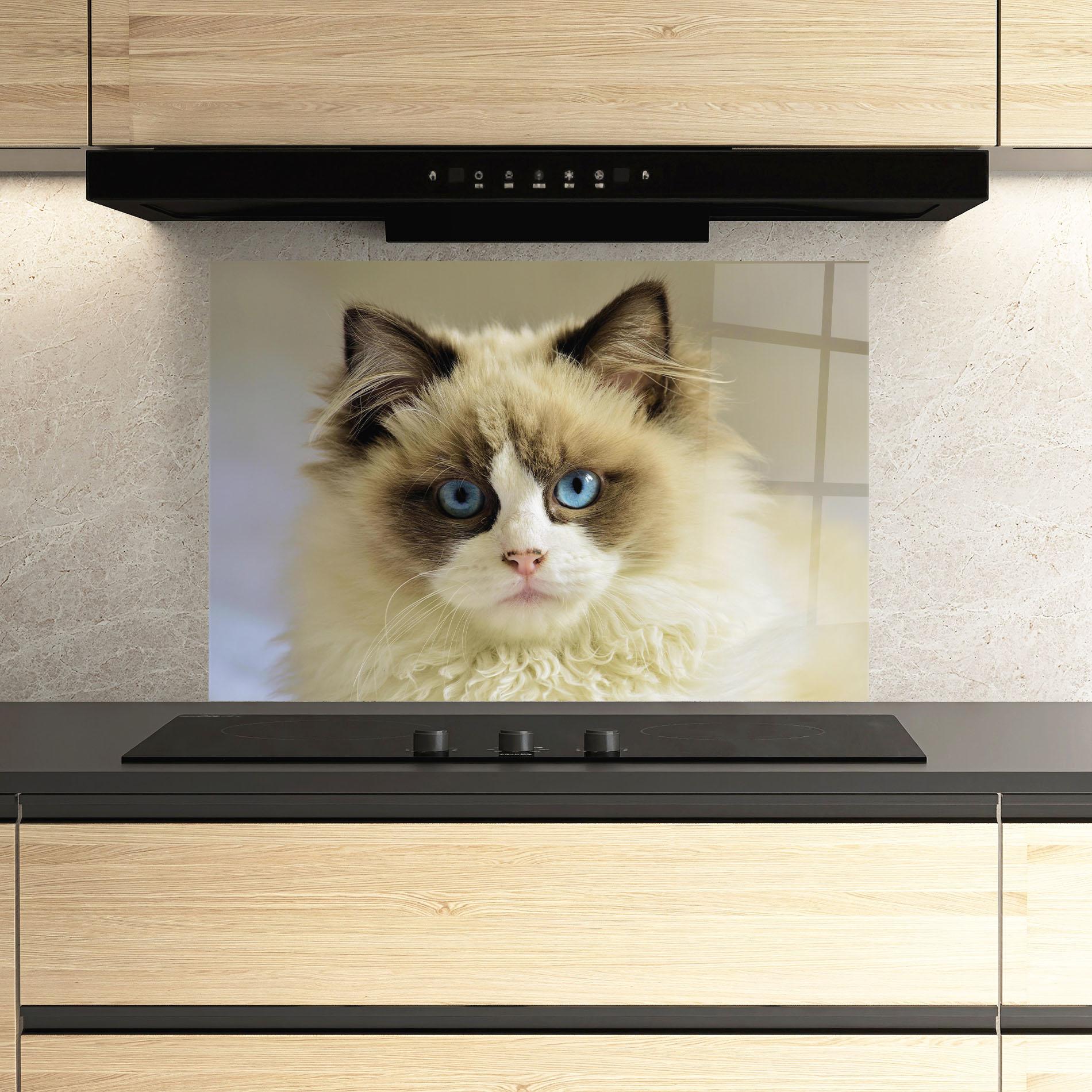 Küchenrückwand Glas Interesting Blue Eyes Cat mockup 3