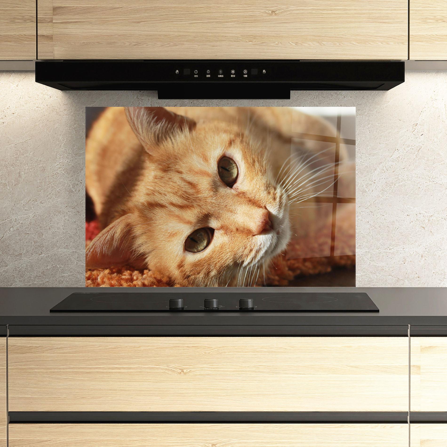 Küchenrückwand Glas Pretty Orange Cat mockup 3