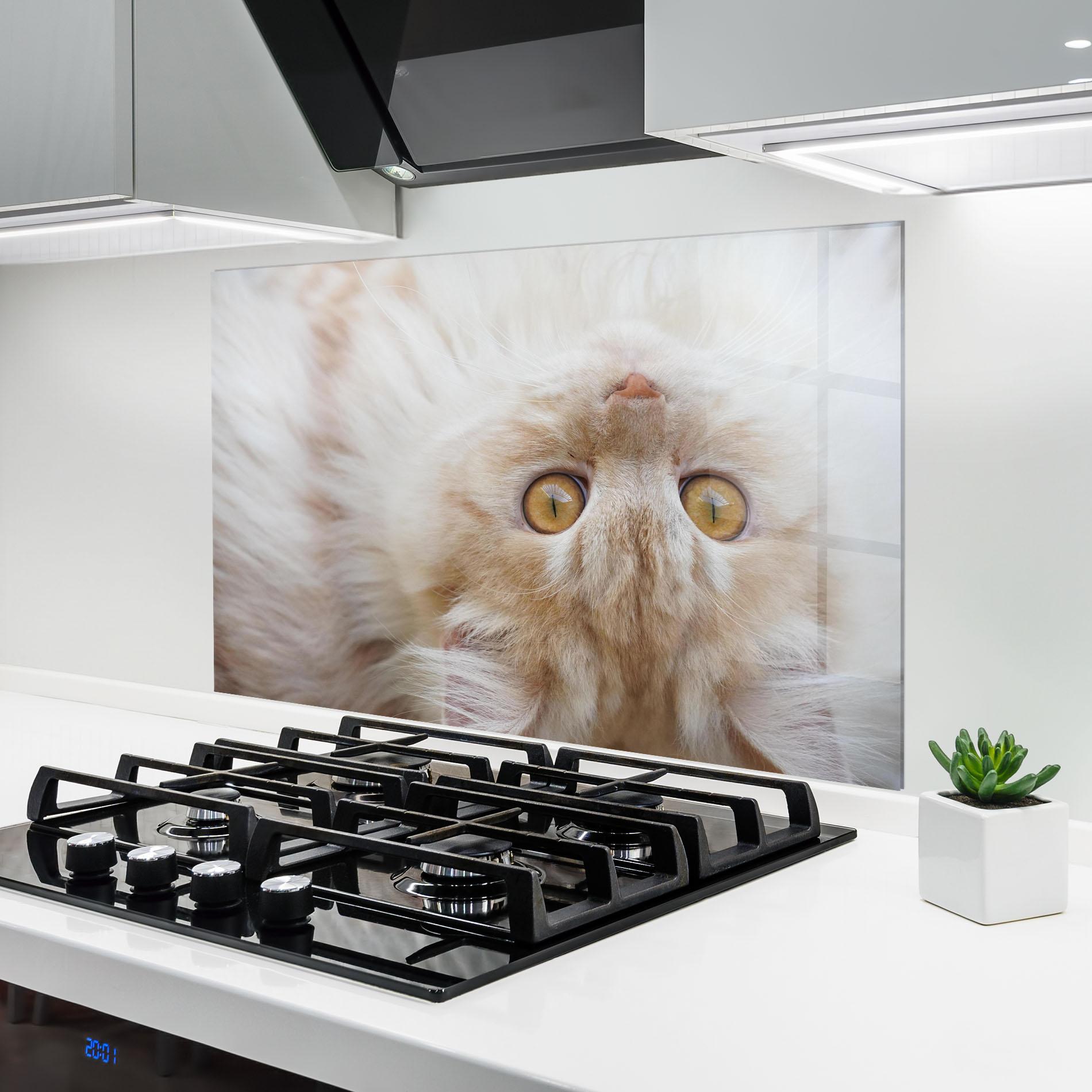 Küchenrückwand Glas Close Up Yellow Eyes Cat mockup 6