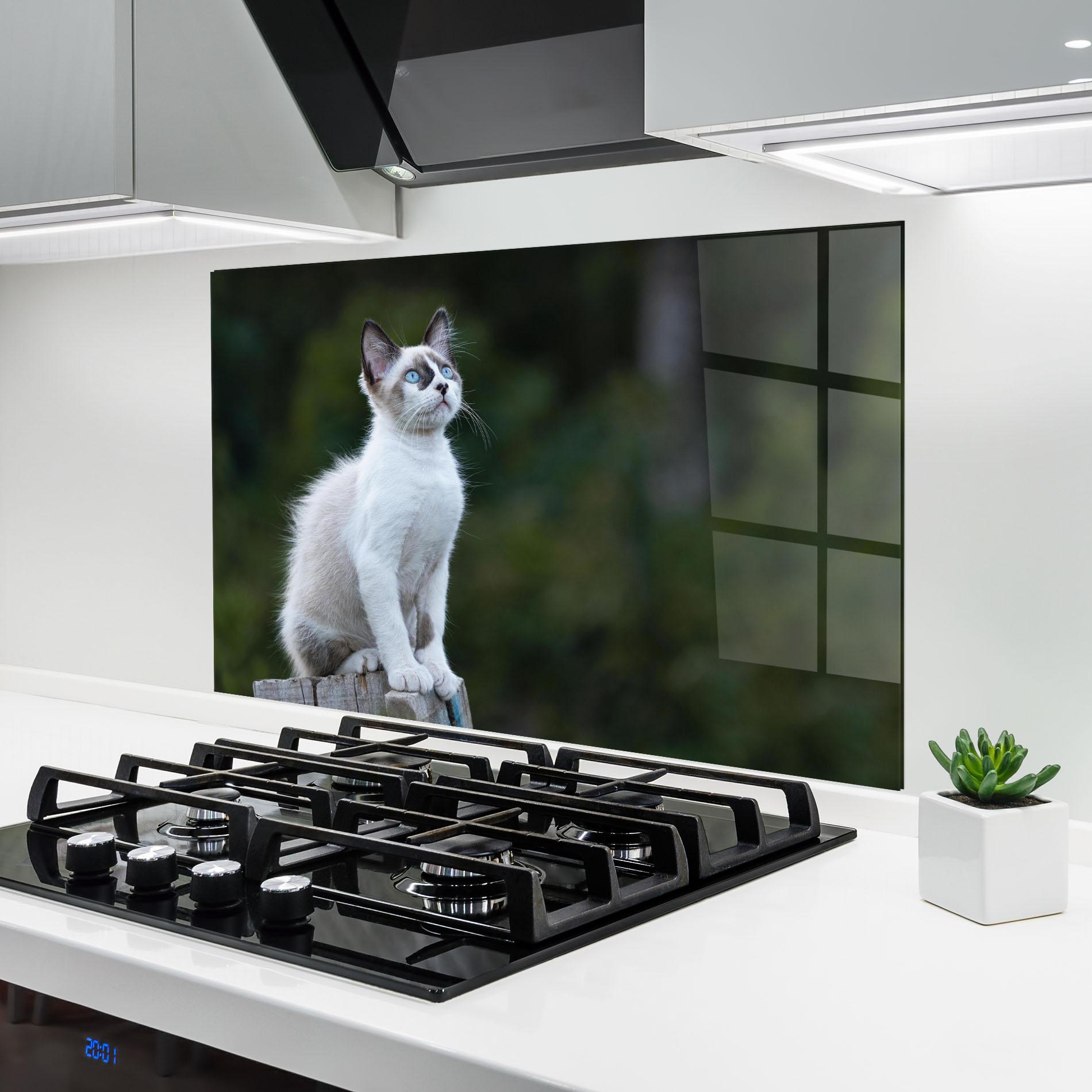 Küchenrückwand Glas Grey Cat In Nature mockup 6