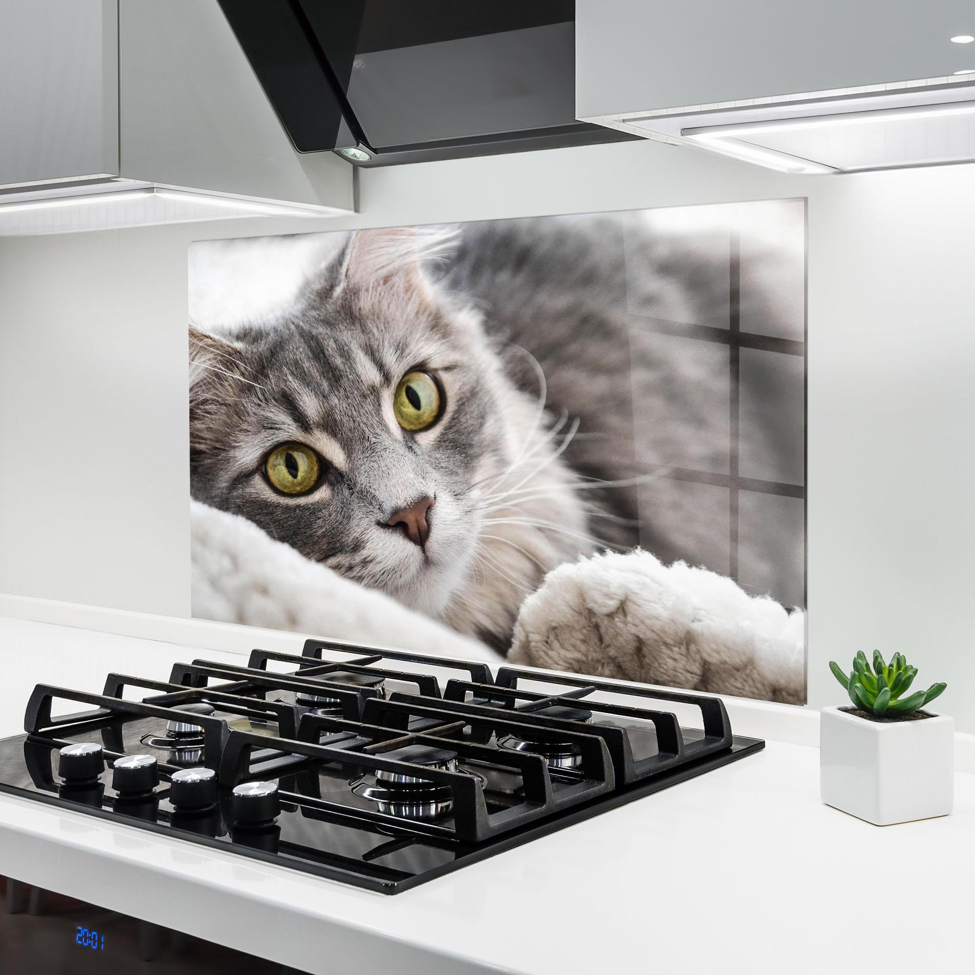 Küchenrückwand Glas Grey Fluffy Cat mockup 6