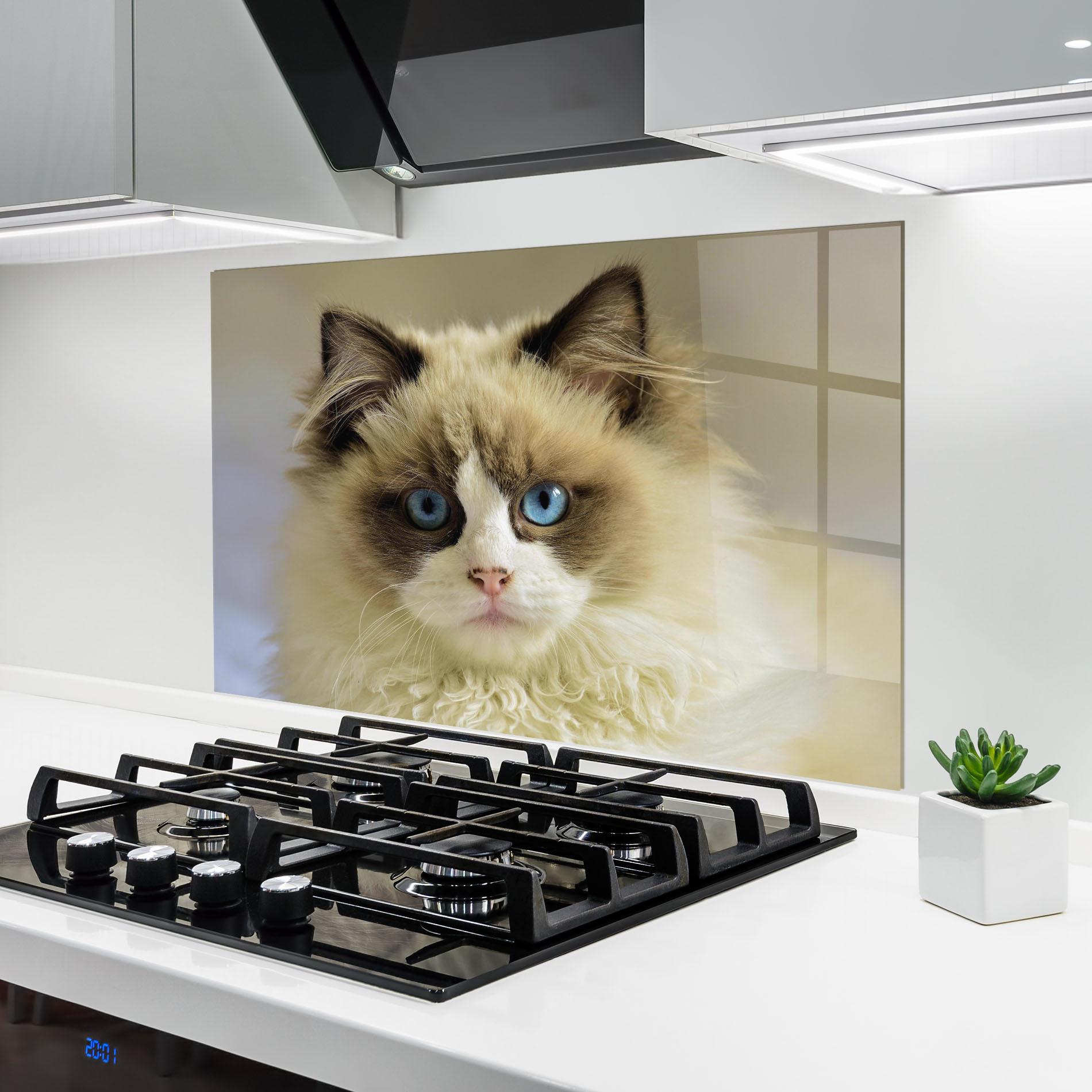 Küchenrückwand Glas Interesting Blue Eyes Cat mockup 6
