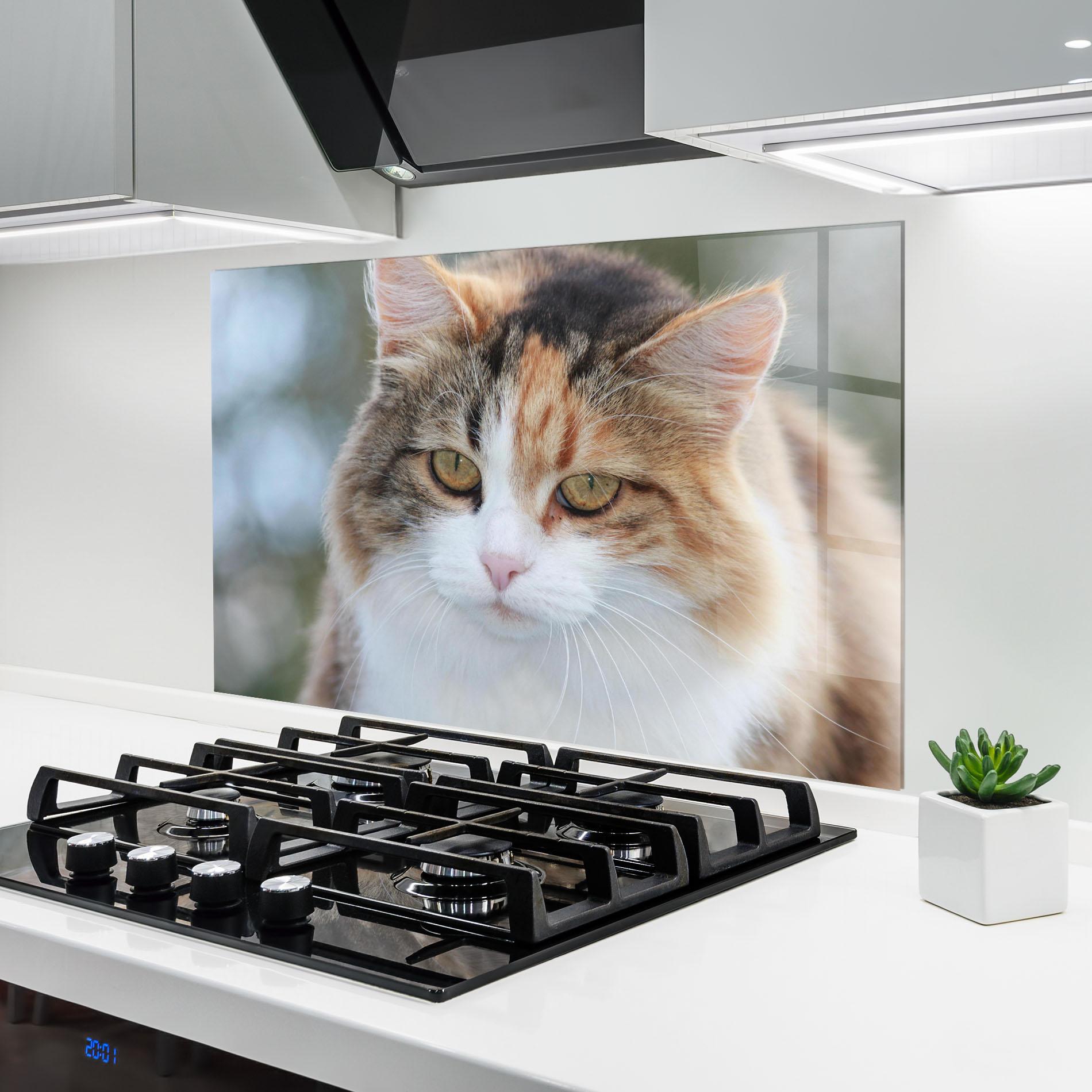 Küchenrückwand Glas Orange Brown Cat mockup 6
