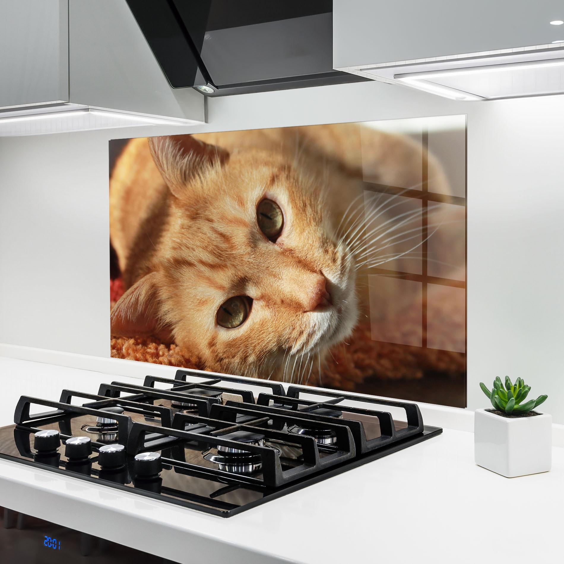 Küchenrückwand Glas Pretty Orange Cat mockup 6