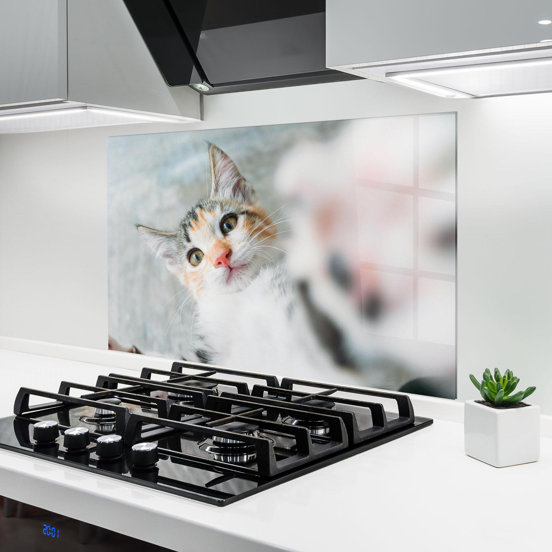 Küchenrückwand Glas Pretty Pink Nose Cat mockup 6