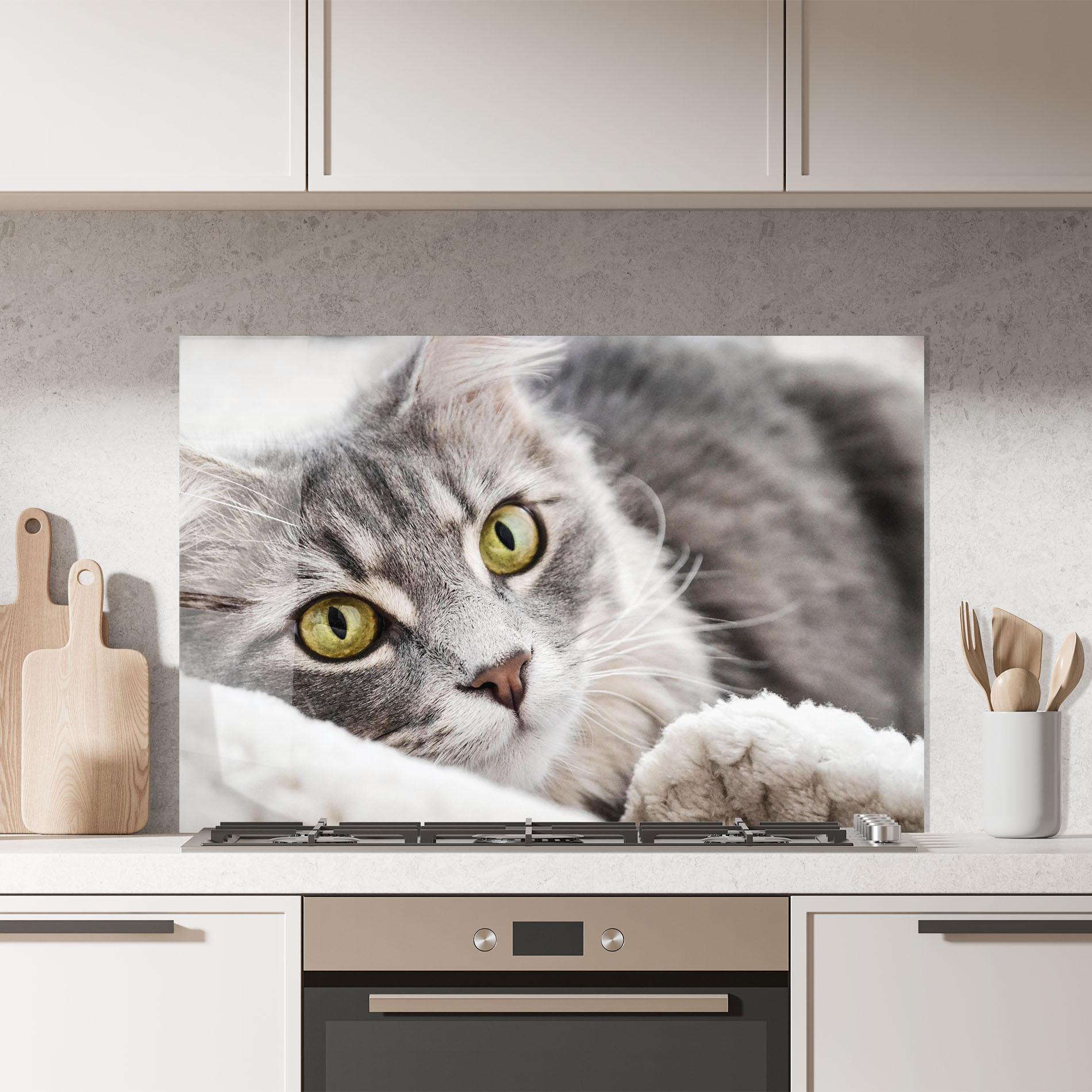 Küchenrückwand Glas Grey Fluffy Cat mockup 7
