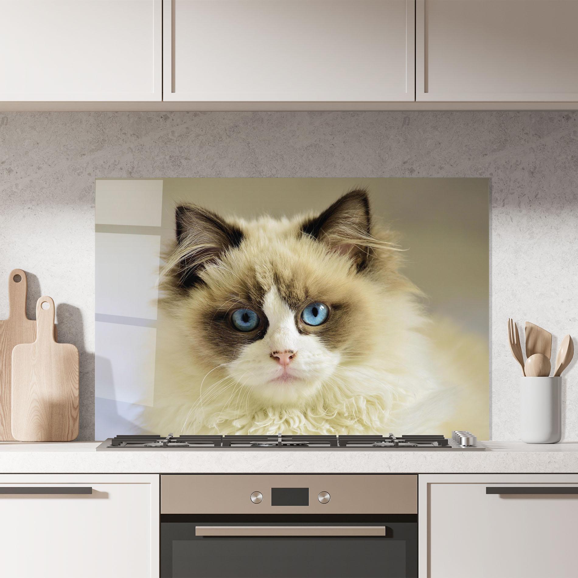 Küchenrückwand Glas Interesting Blue Eyes Cat mockup 7