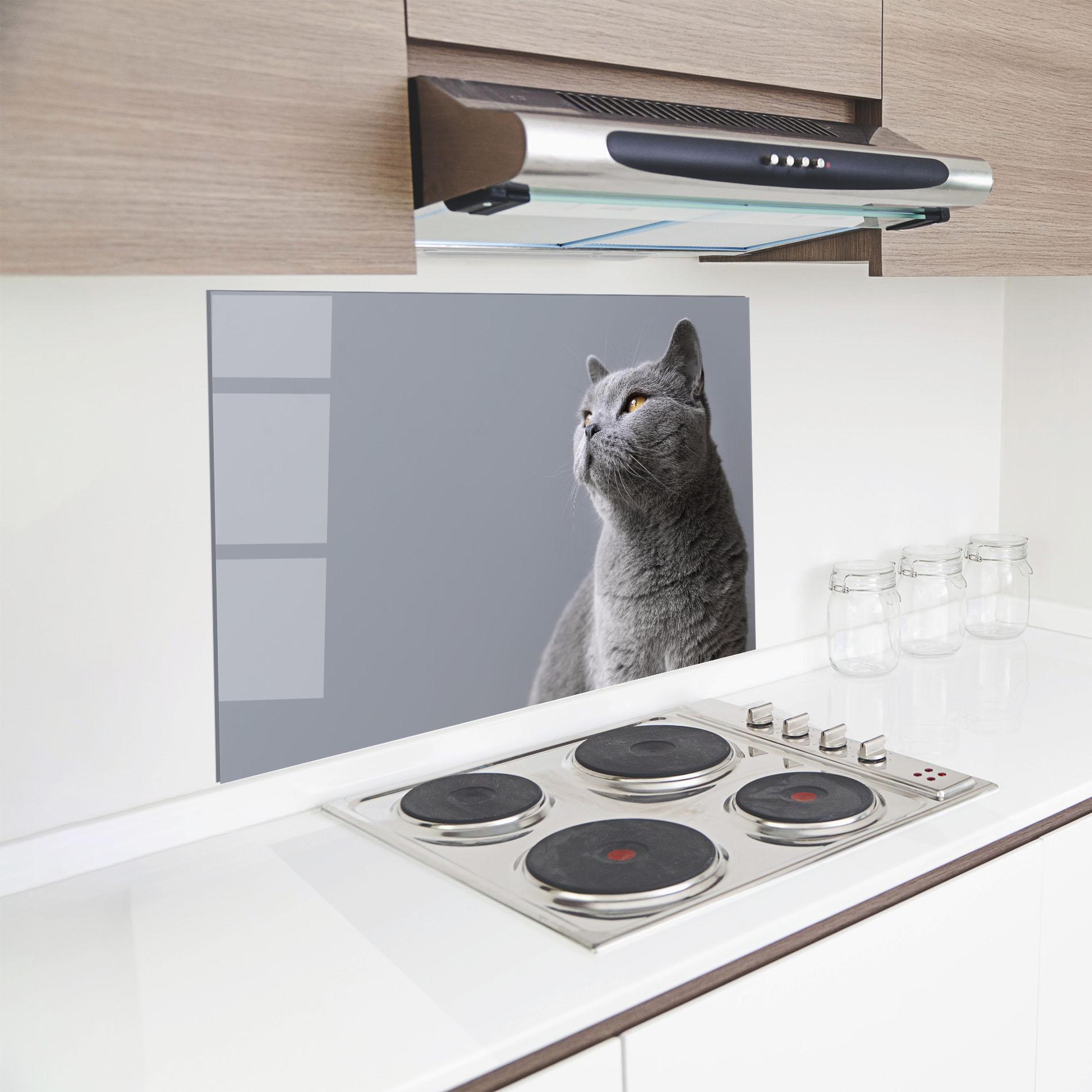 Küchenrückwand Glas Gray Kitty mockup 8