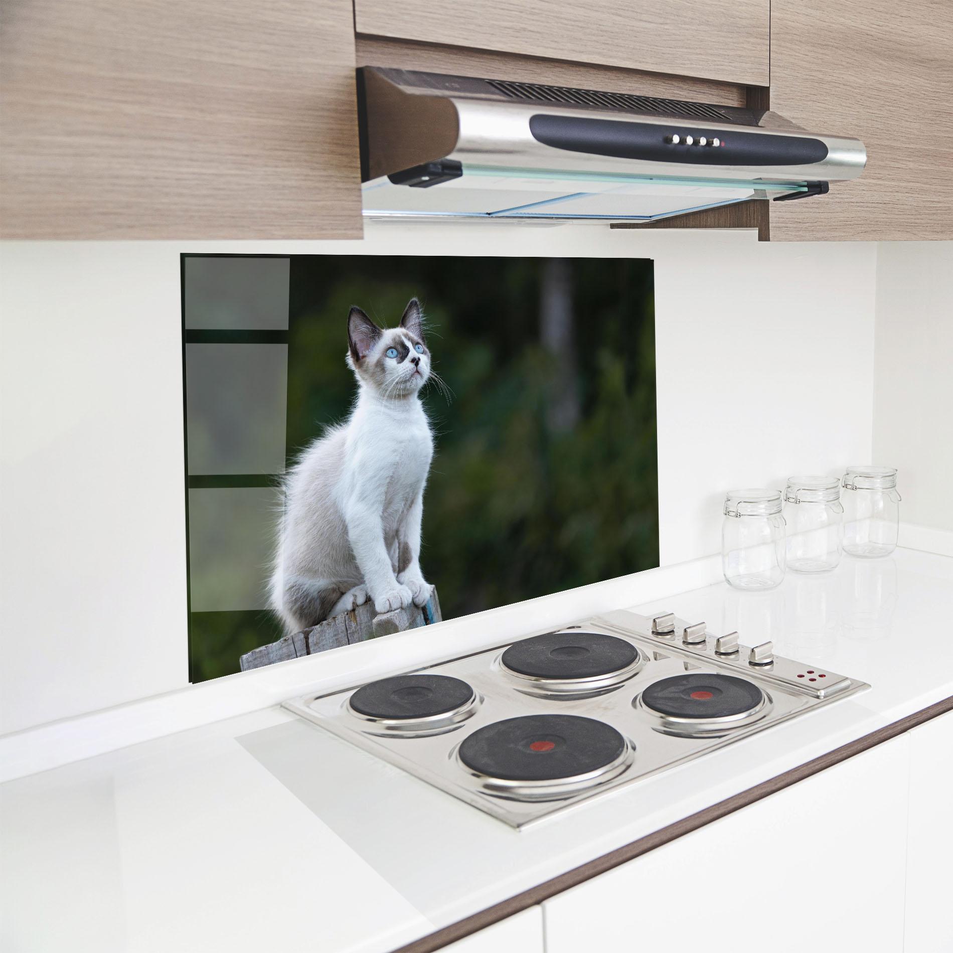 Küchenrückwand Glas Grey Cat In Nature mockup 8
