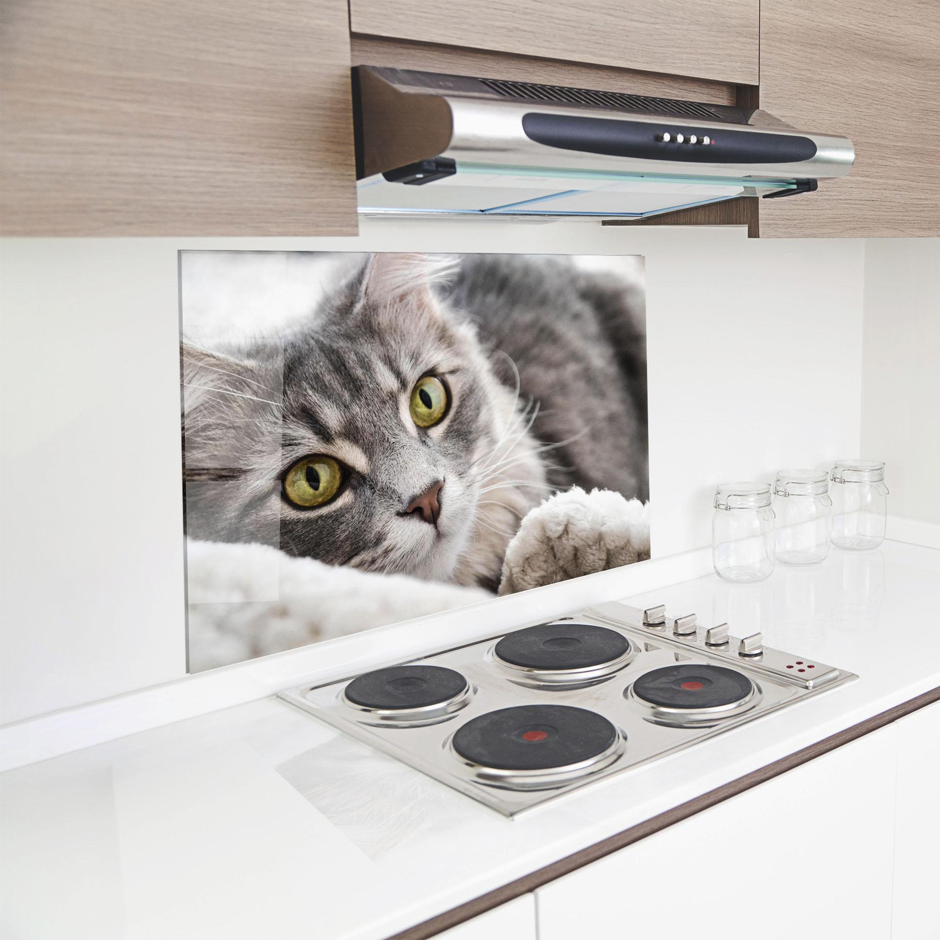 Küchenrückwand Glas Grey Fluffy Cat mockup 8