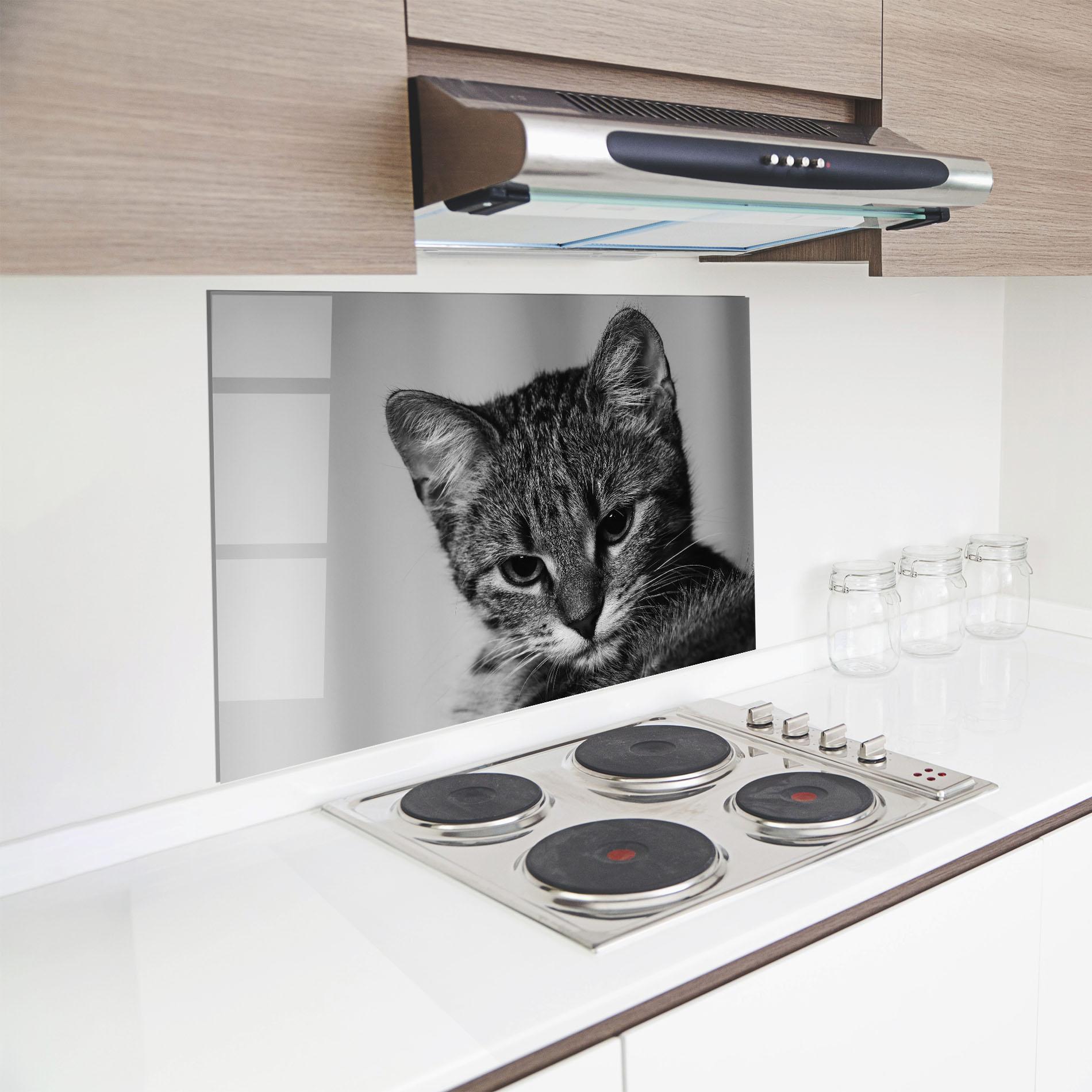 Küchenrückwand Glas Grey Focused Cat mockup 8