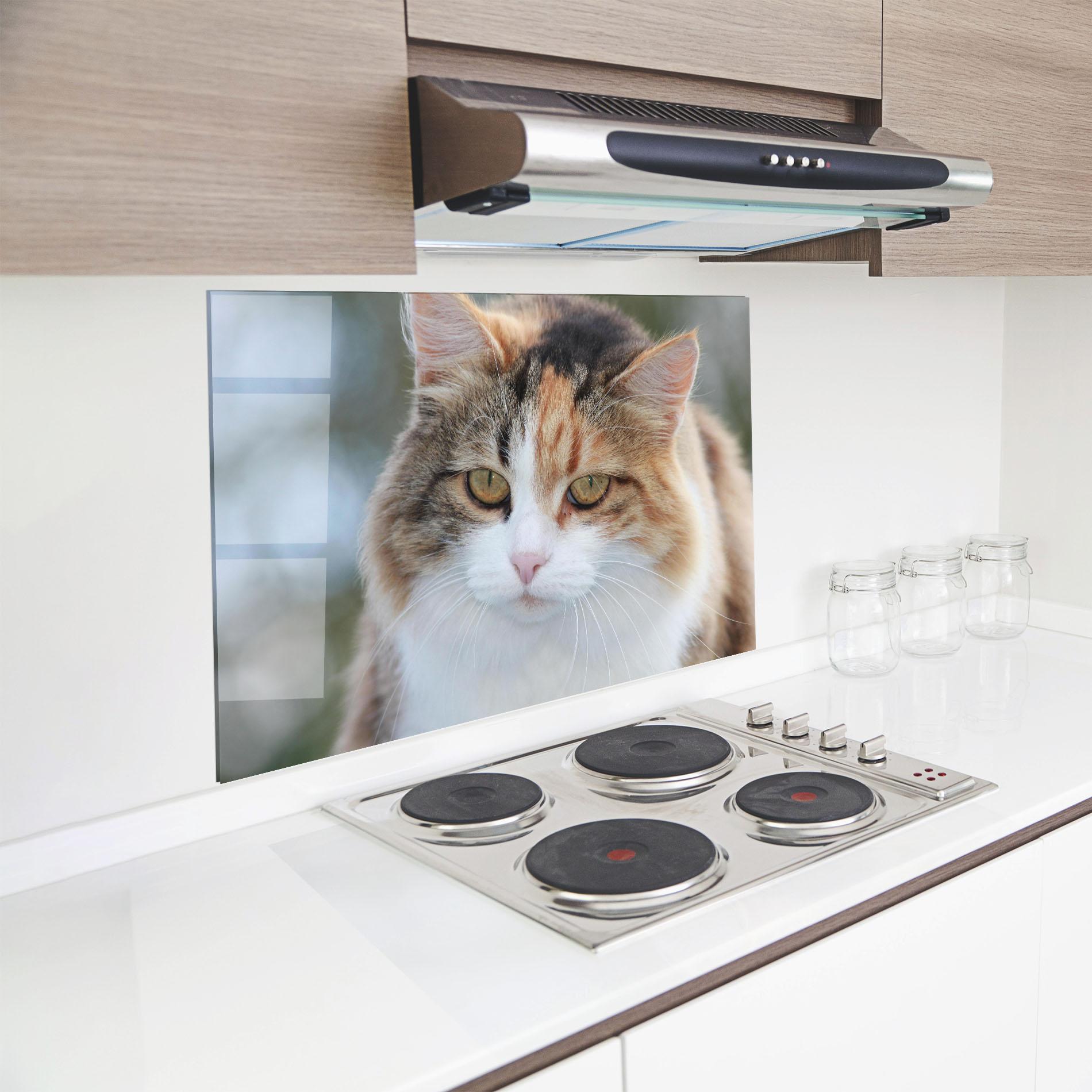 Küchenrückwand Glas Orange Brown Cat mockup 8