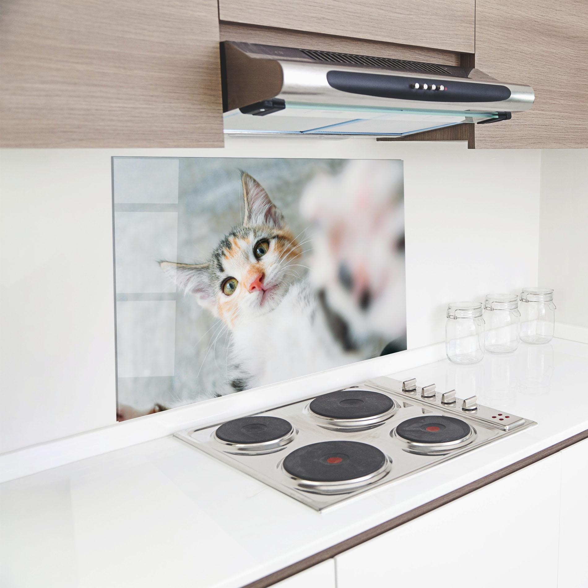 Küchenrückwand Glas Pretty Pink Nose Cat mockup 8