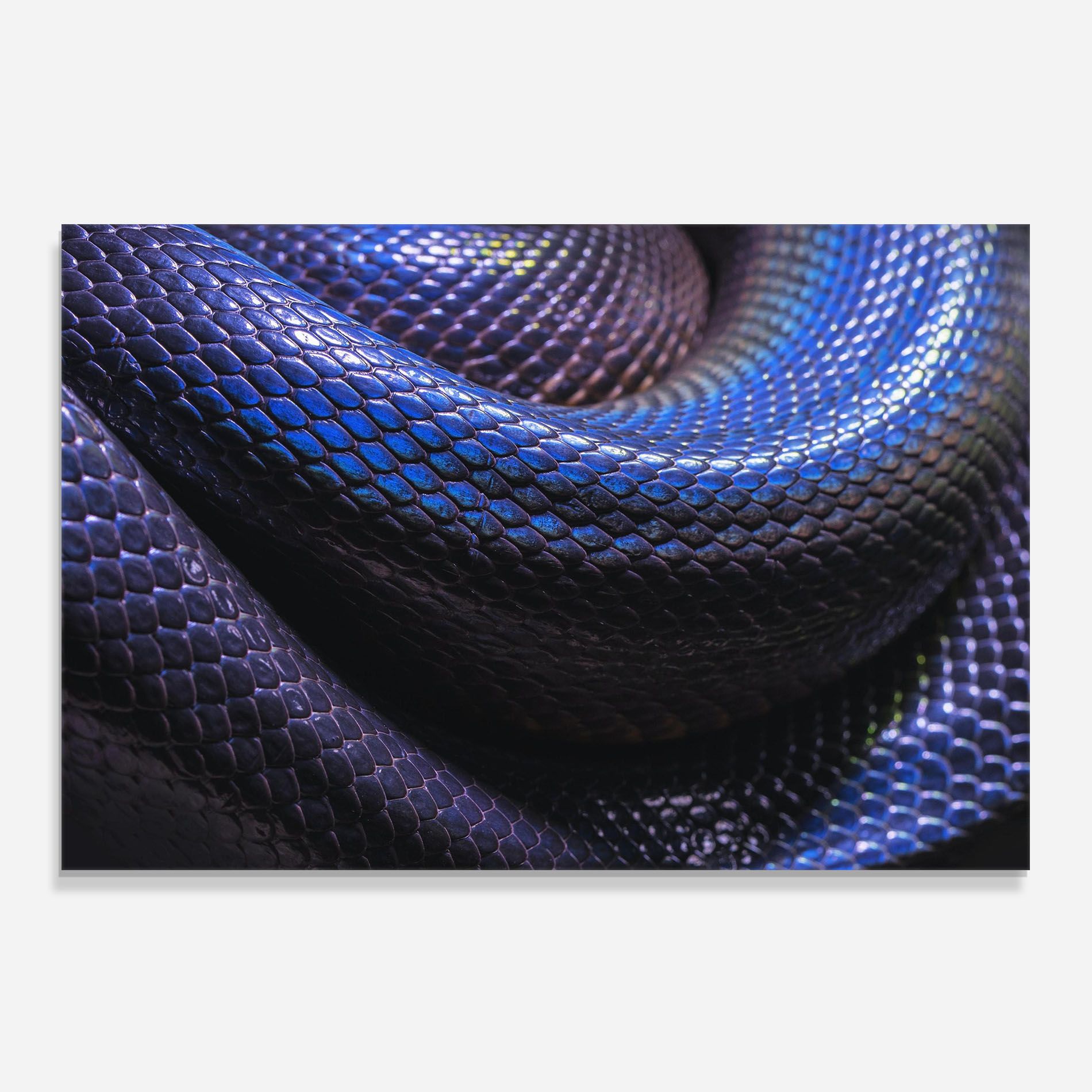 Snake Skin mockup 0
