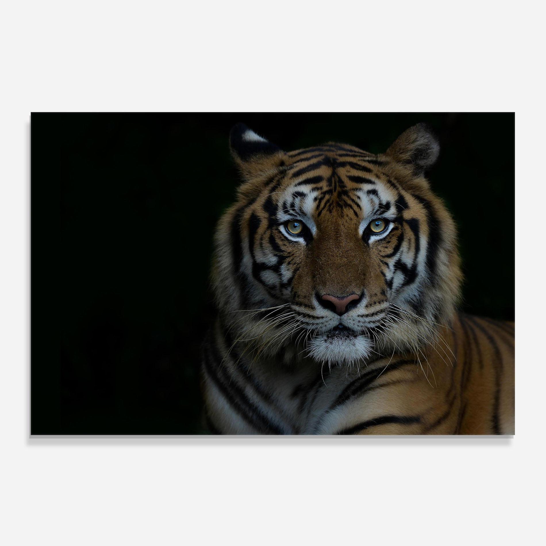 Küchenrückwand Glas Close Up Tiger mockup 0