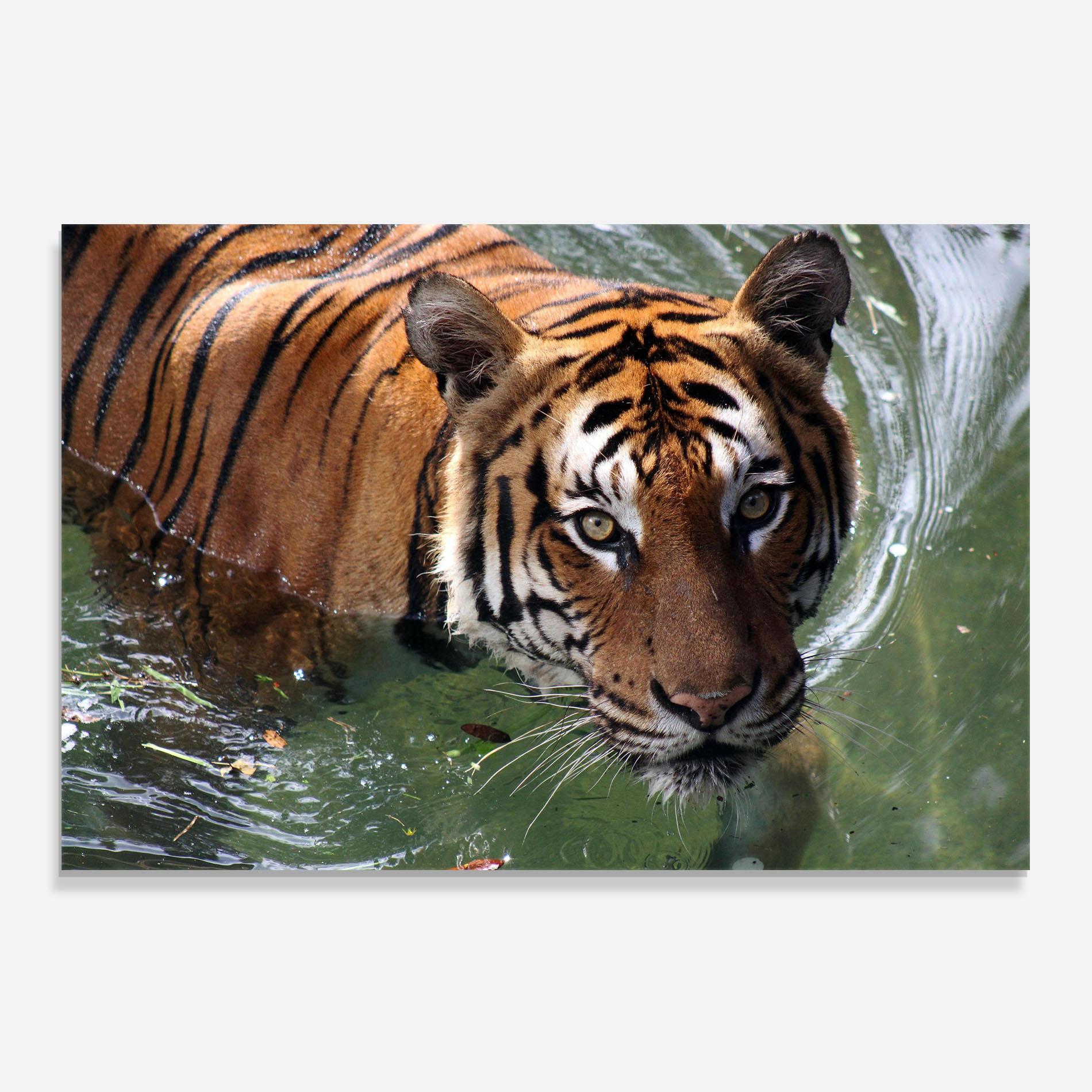 Küchenrückwand Glas Tiger Swimming mockup 0