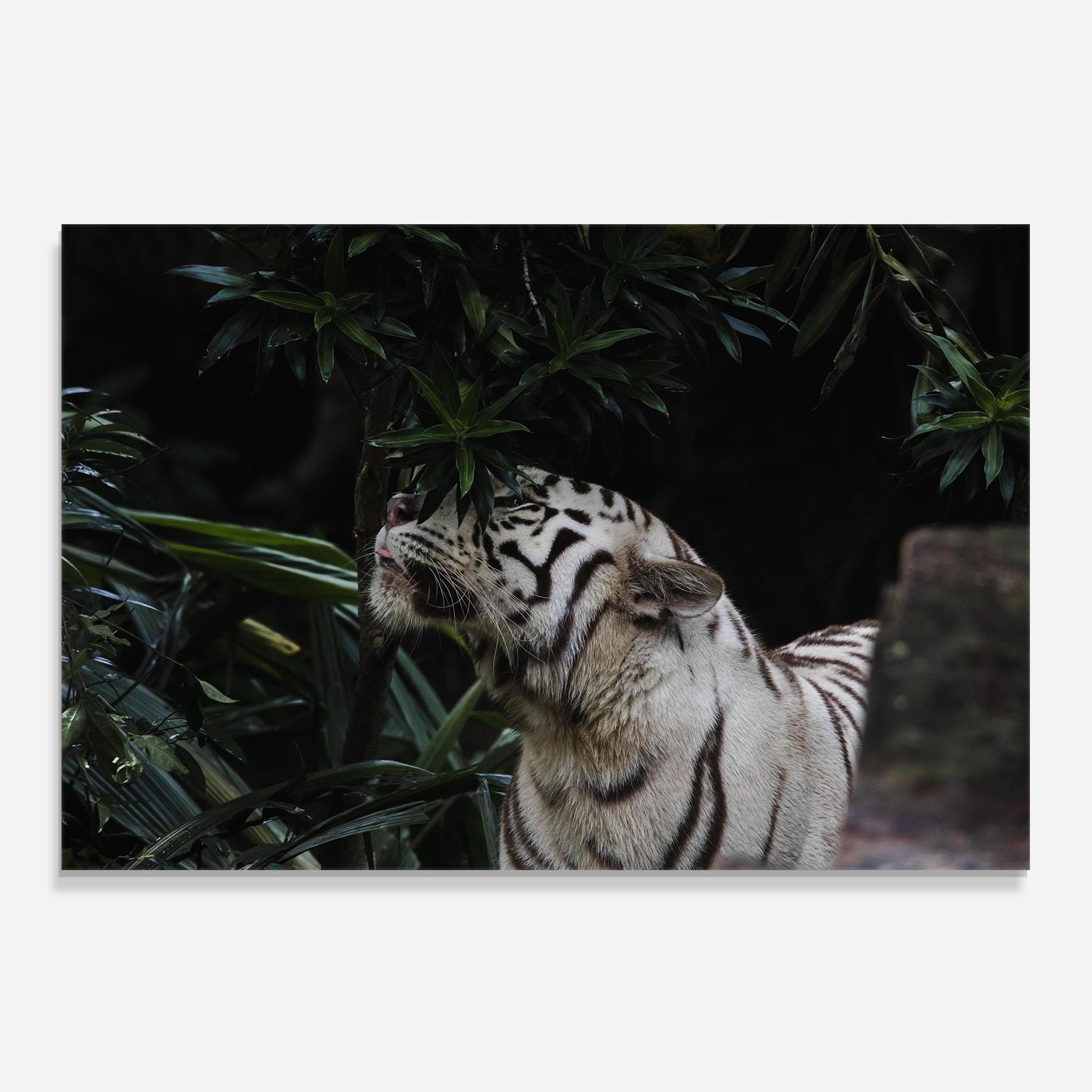 Küchenrückwand Glas White Tiger mockup 0