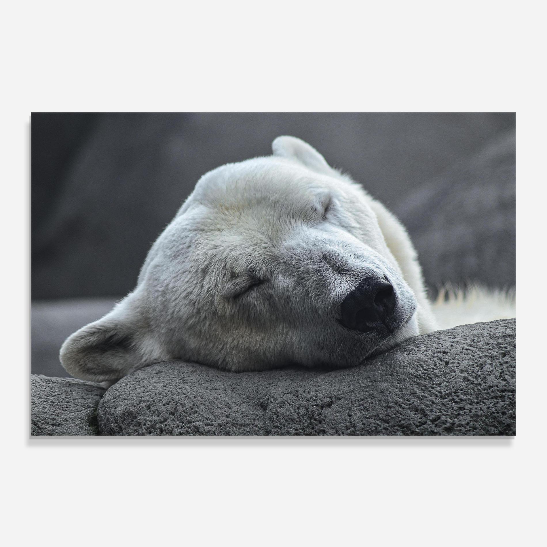 Küchenrückwand Glas Icebear Sleeping mockup 0