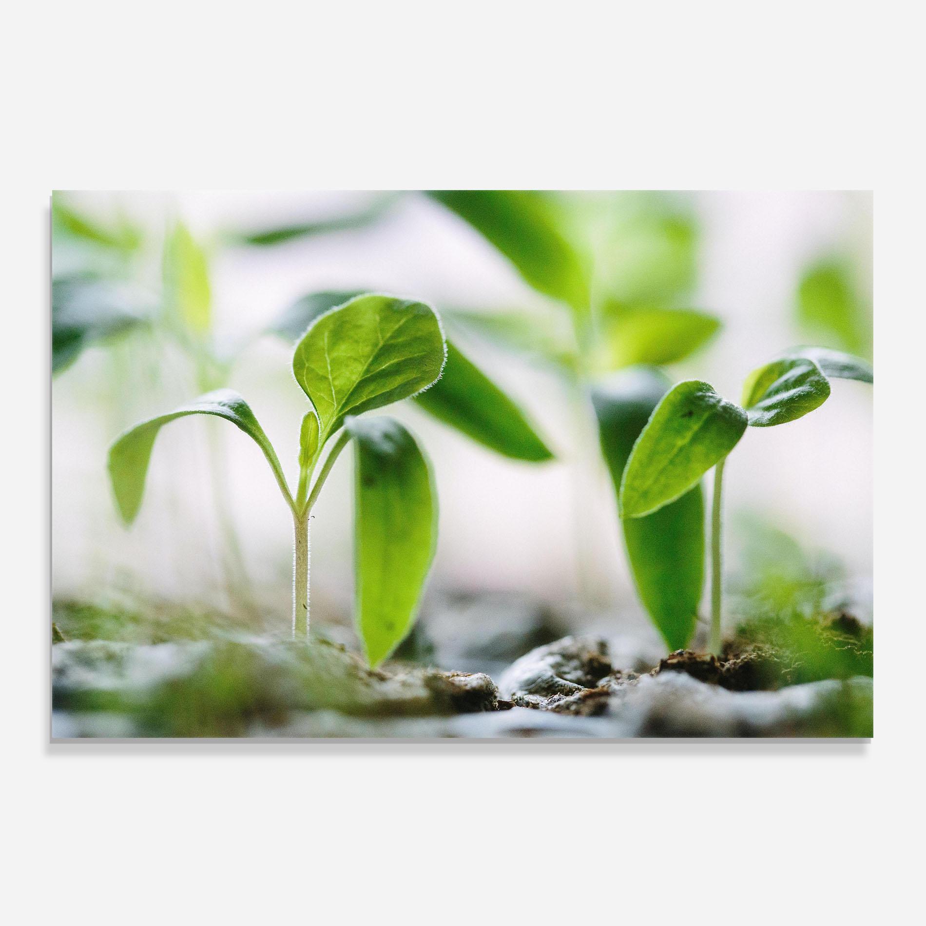 Küchenrückwand Glas Pretty Green Plant mockup 0