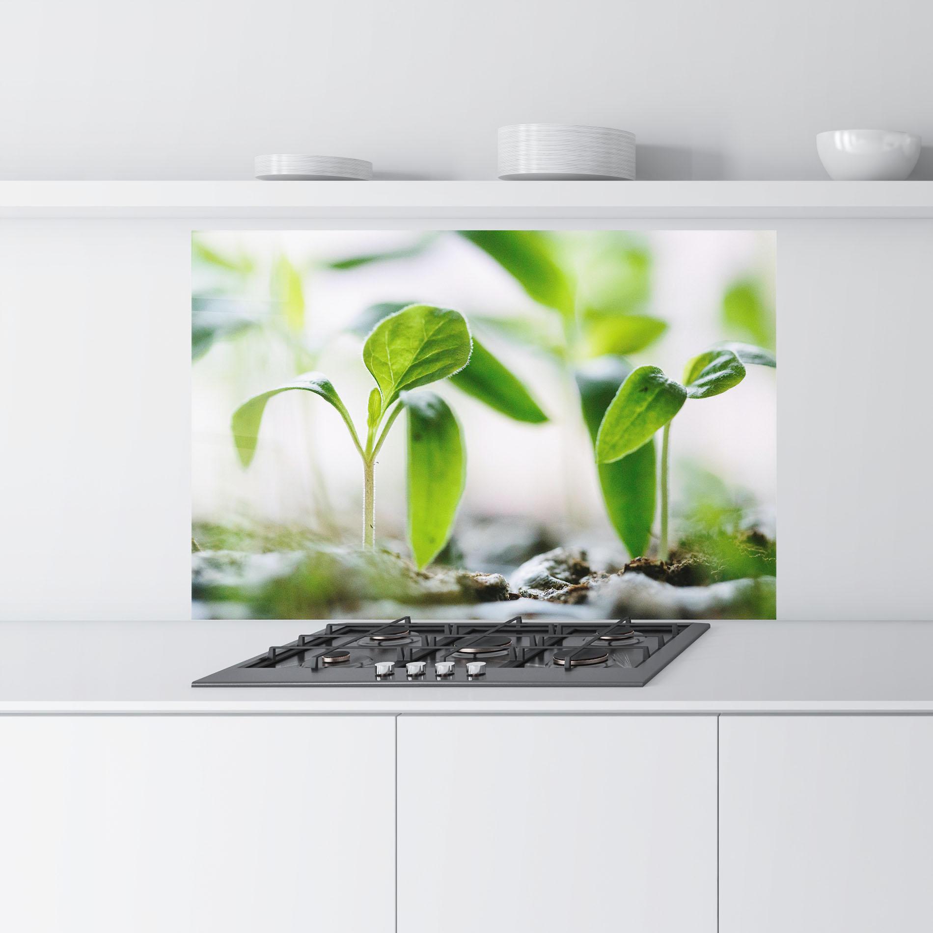 Küchenrückwand Glas Pretty Green Plant mockup 9