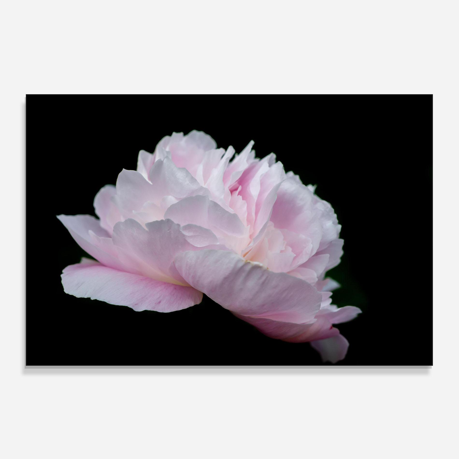 Küchenrückwand Glas Pastel Peony On Black mockup 0