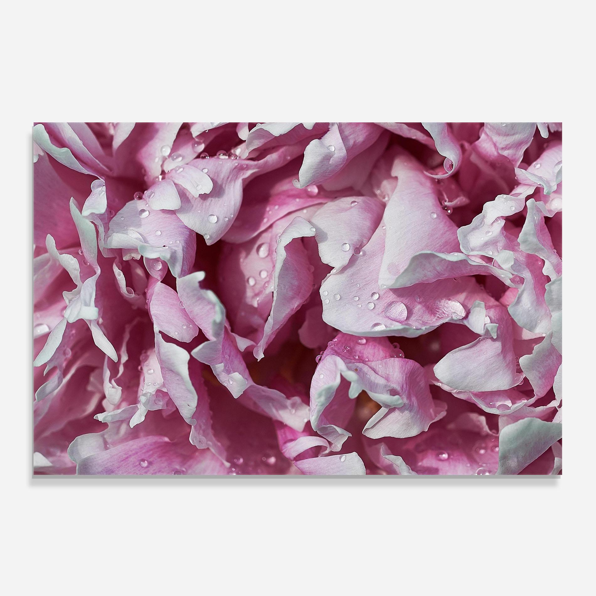 Küchenrückwand Glas Peony Petals mockup 0