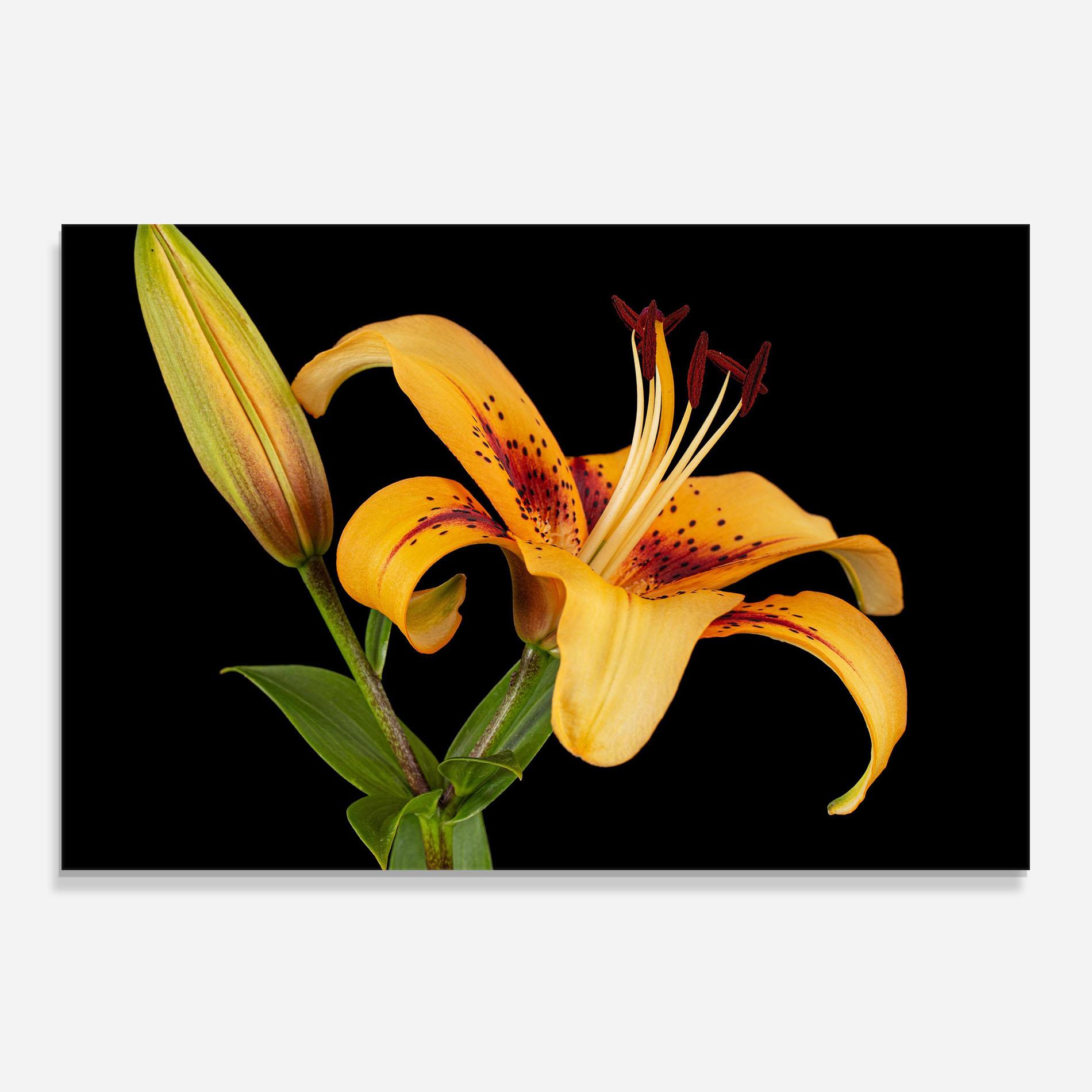 Küchenrückwand Glas Beautiful Yellow Lily mockup 0