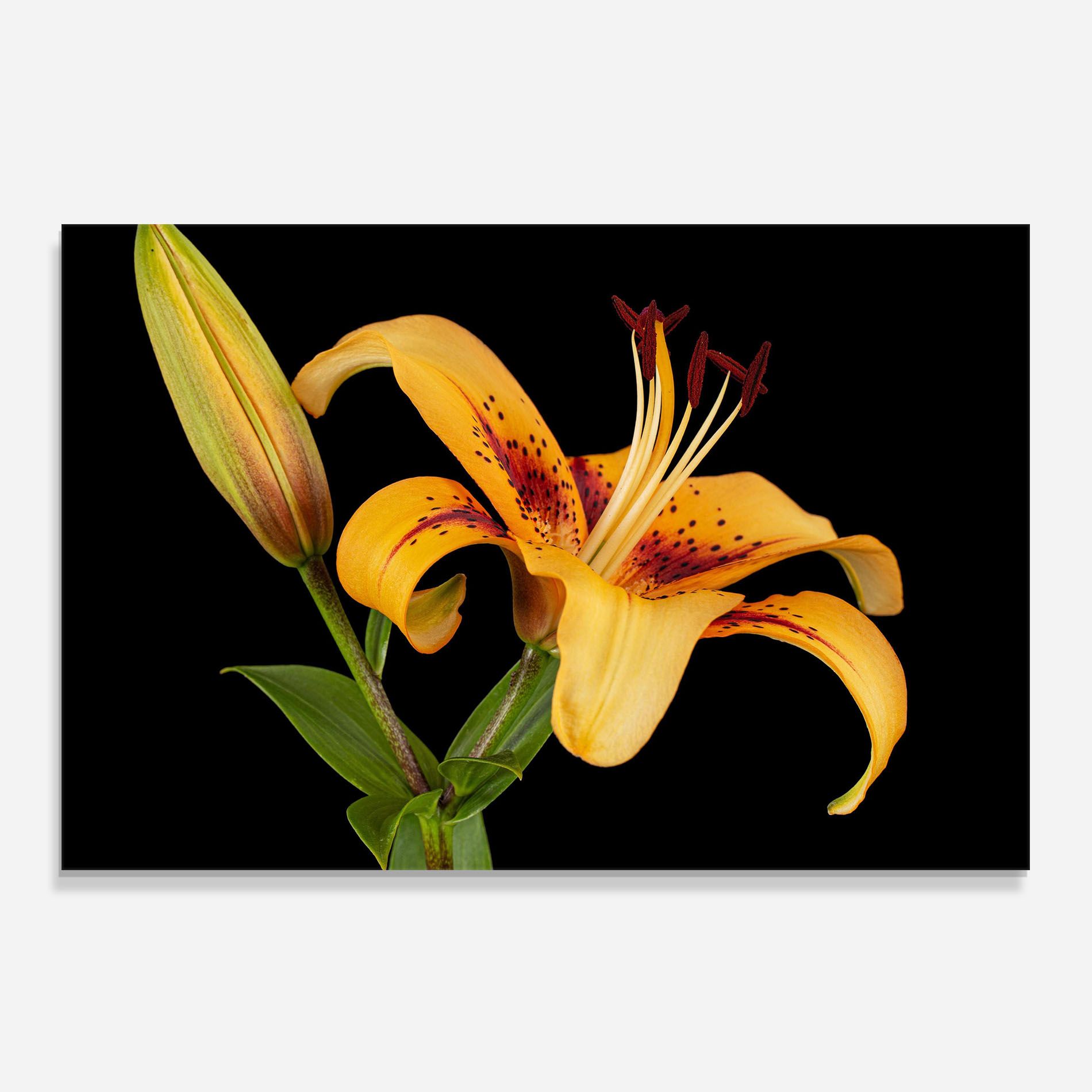 Beautiful Yellow Lily mockup 0