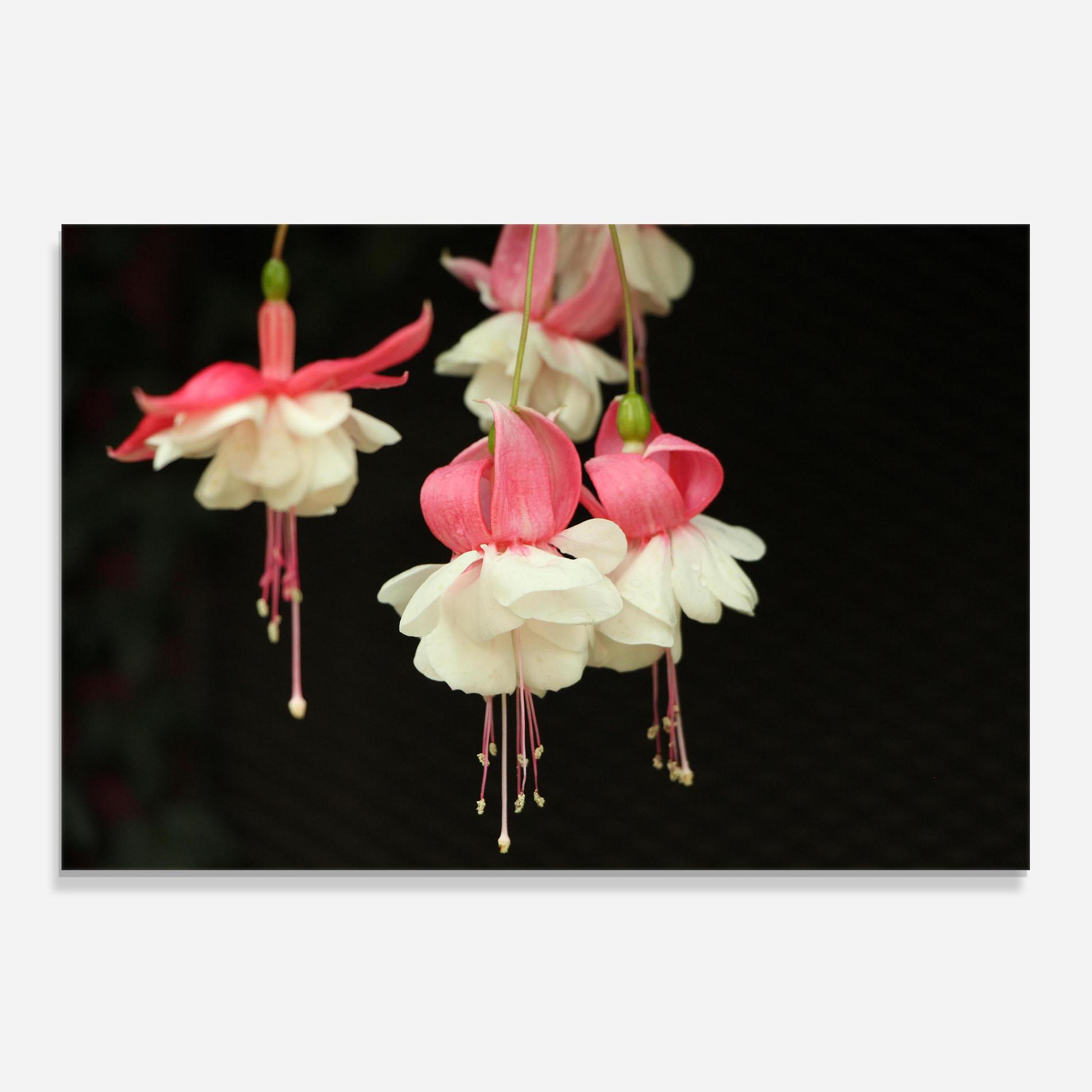 Küchenrückwand Glas Amazing Exotic Plant mockup 0