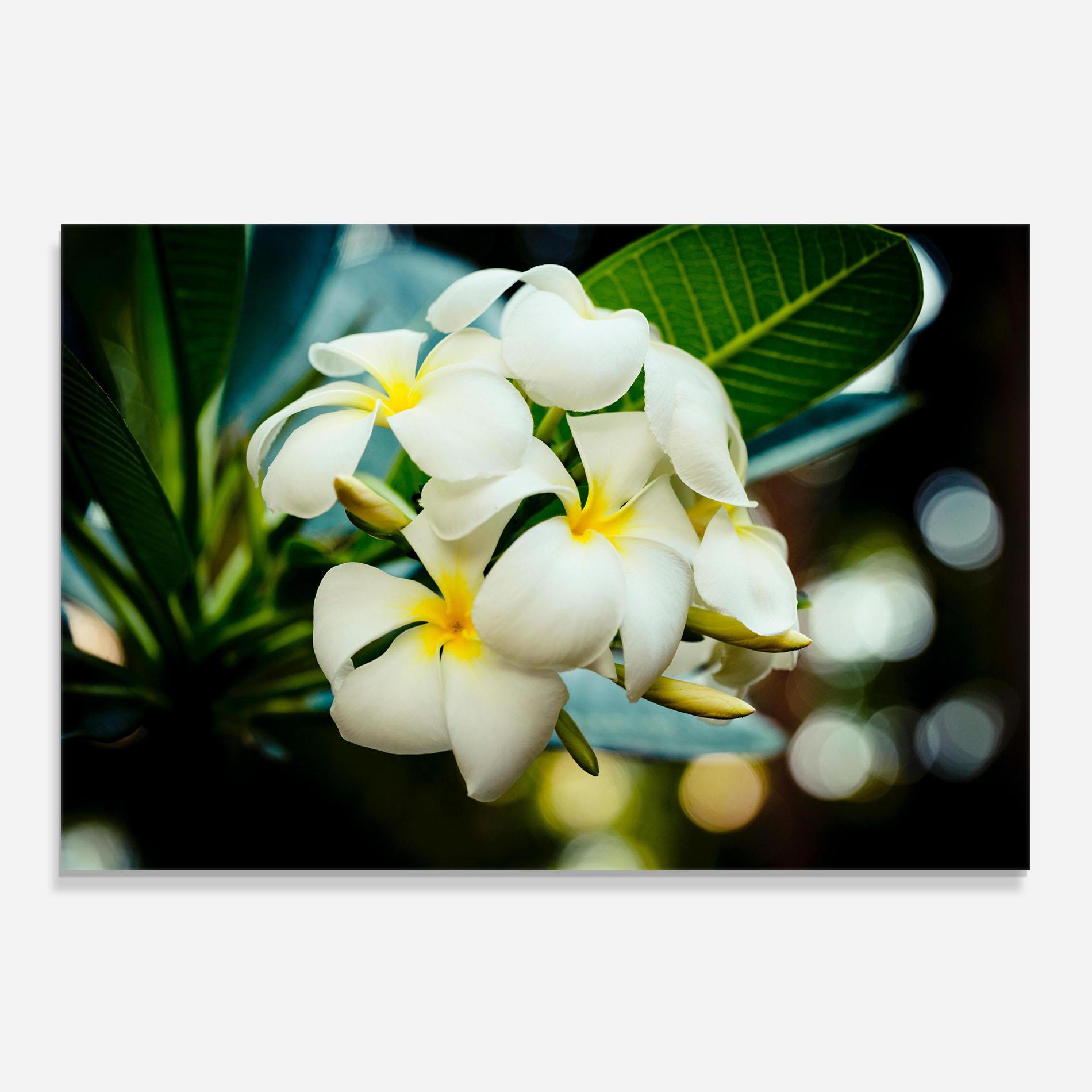 Küchenrückwand Glas Beautiful White Exotic mockup 0