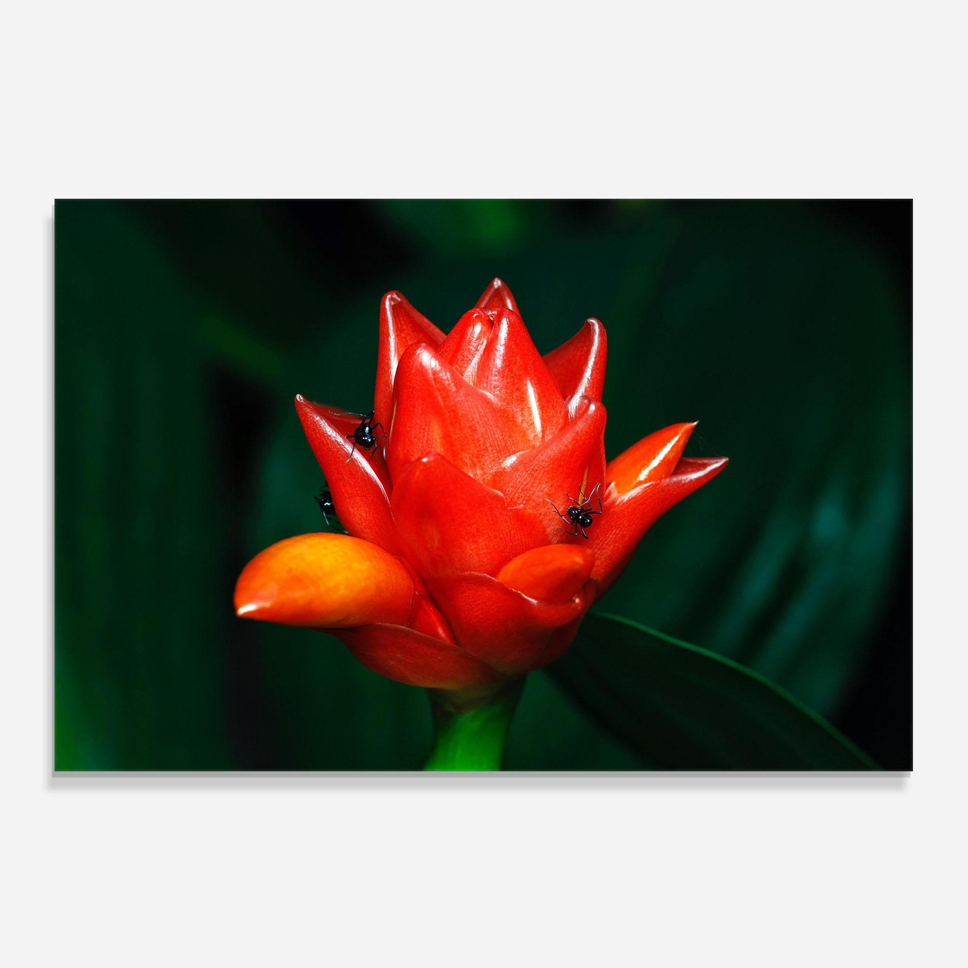 Küchenrückwand Glas Cool Orange Exotic mockup 0