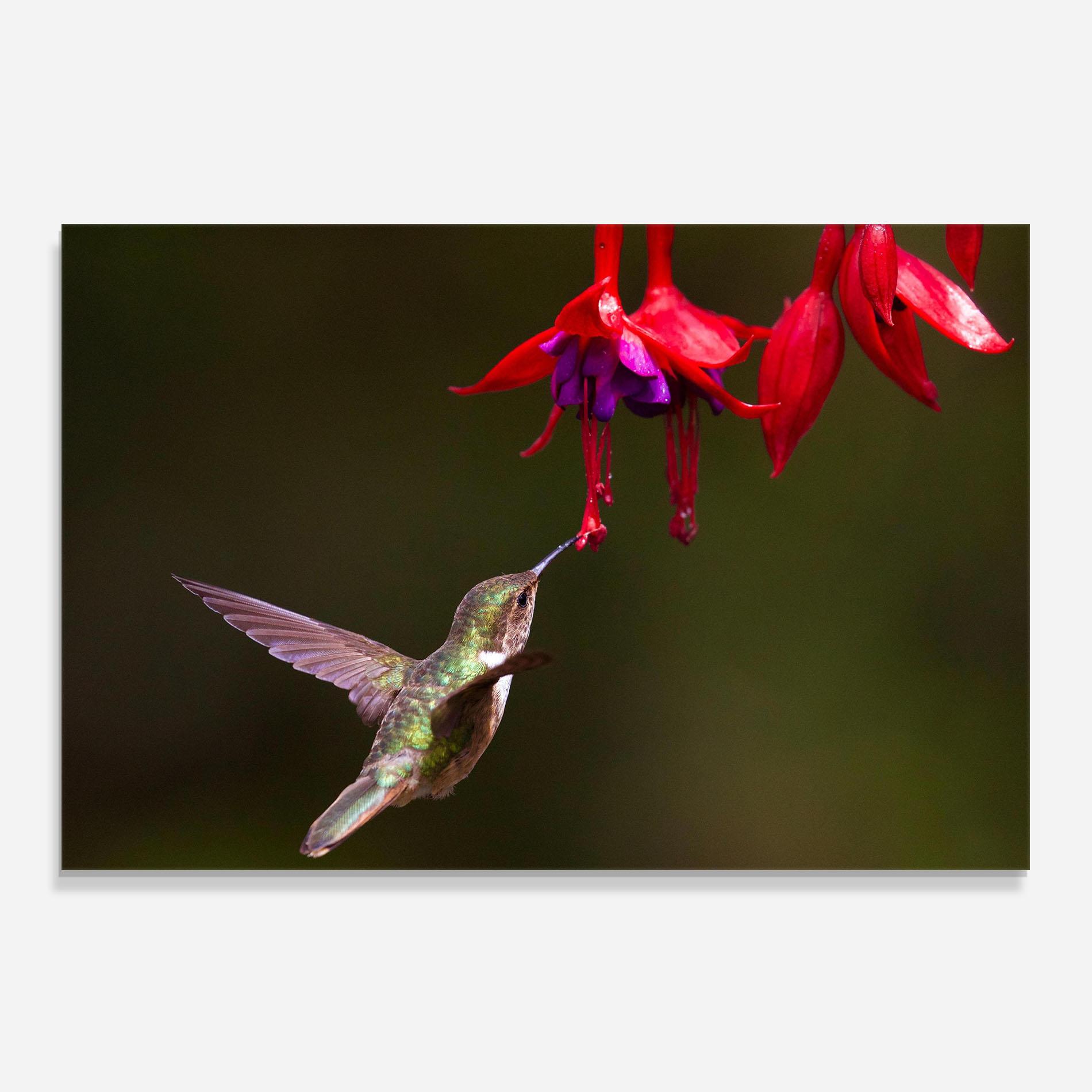 Küchenrückwand Glas Exotic Flower Bird mockup 0