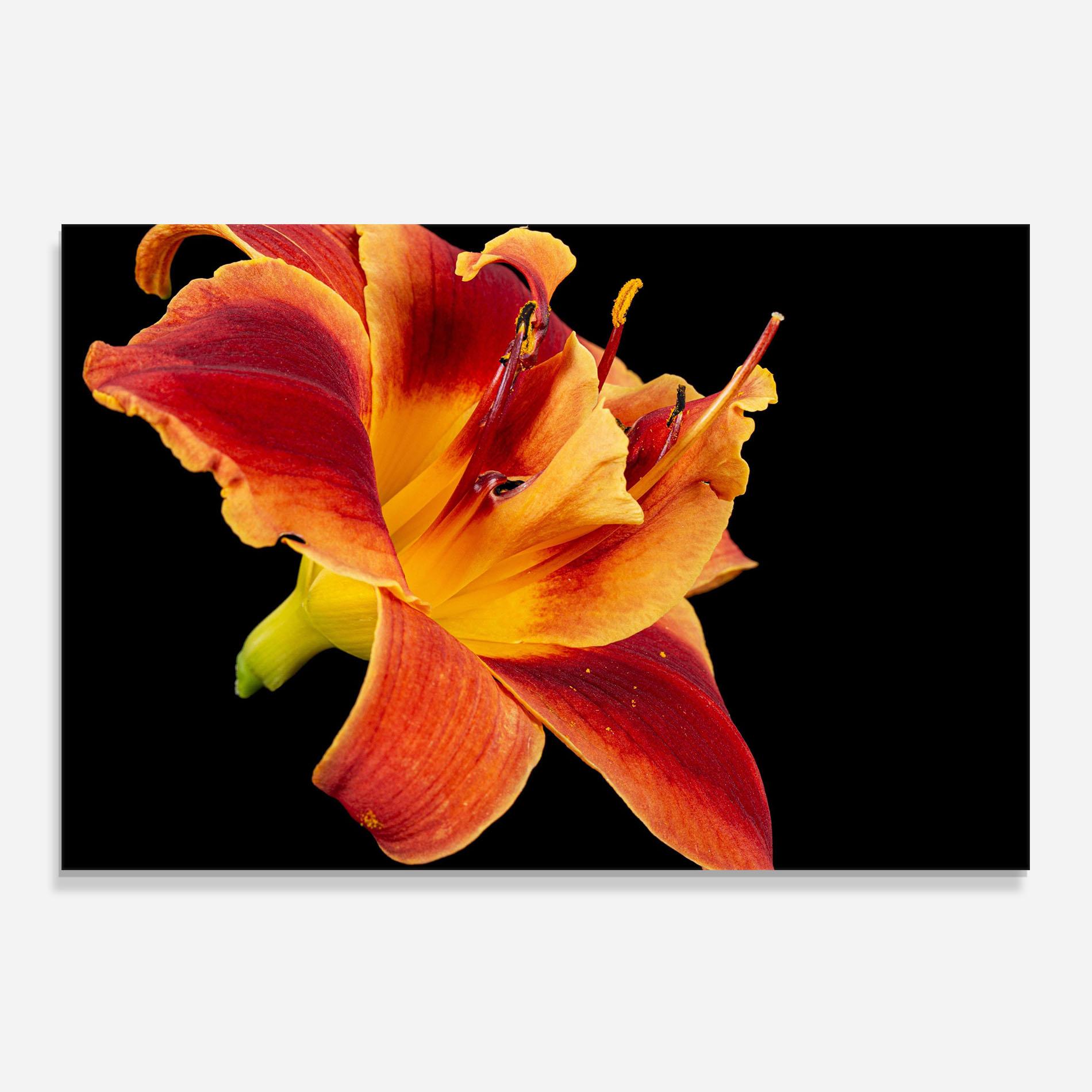 Küchenrückwand Glas Exotic Orange Red mockup 0