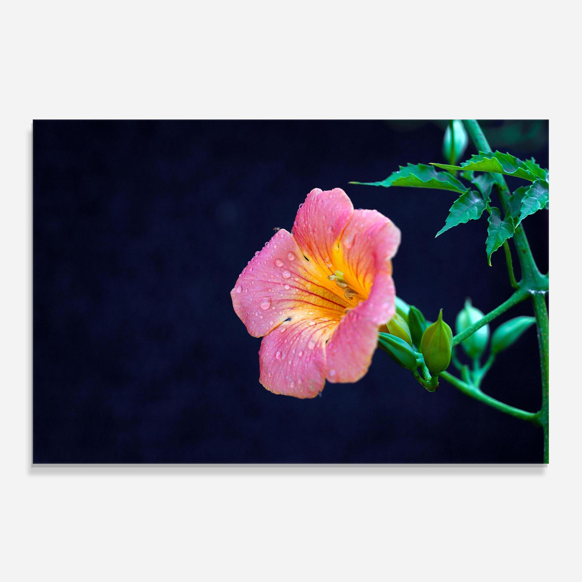 Küchenrückwand Glas Exotic Pink Plant mockup 0