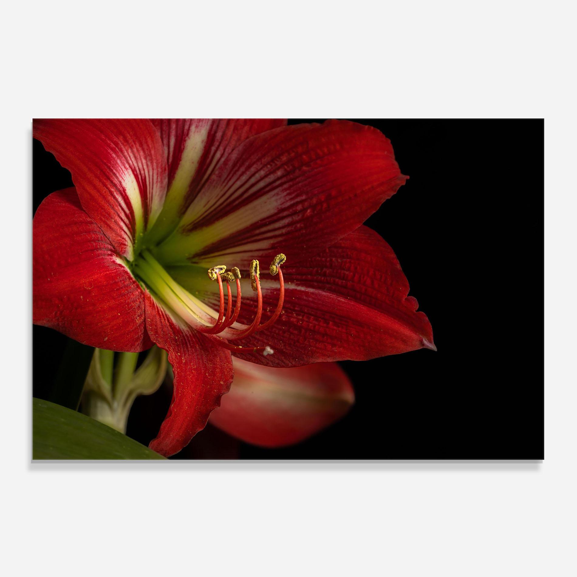Küchenrückwand Glas Exotic Red Lily mockup 0