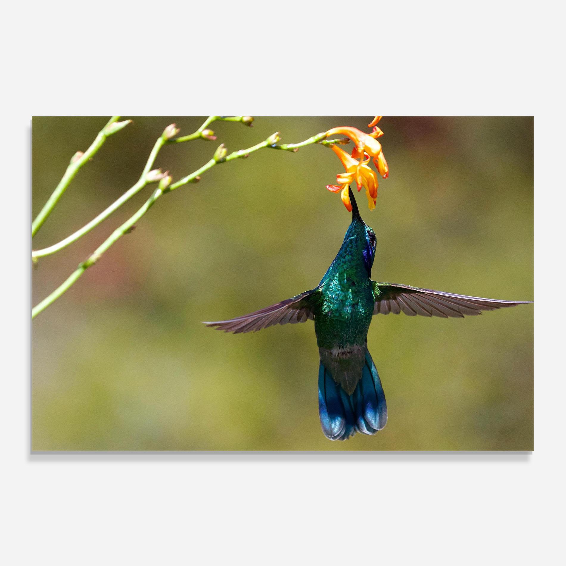 Küchenrückwand Glas Orange Flower Exotic mockup 0