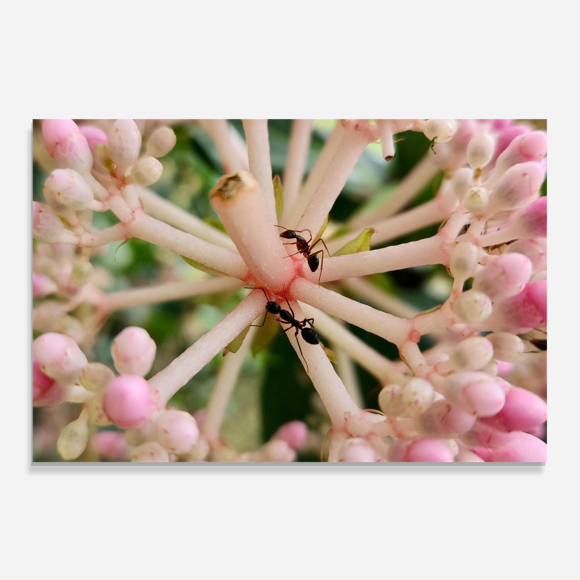 Küchenrückwand Glas Pink Exotic Flower mockup 0