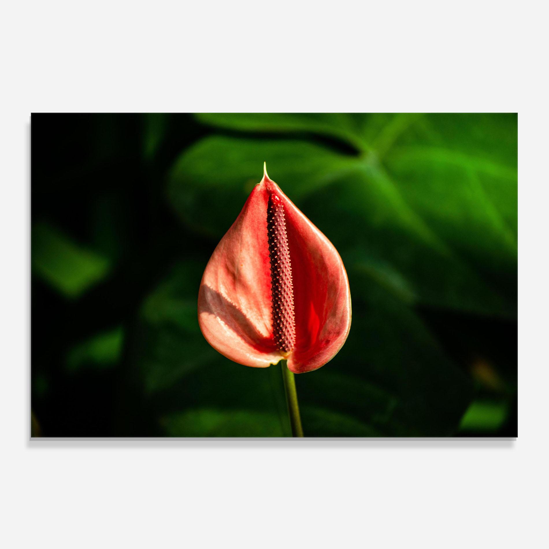 Küchenrückwand Glas Plant Exotic Red mockup 0