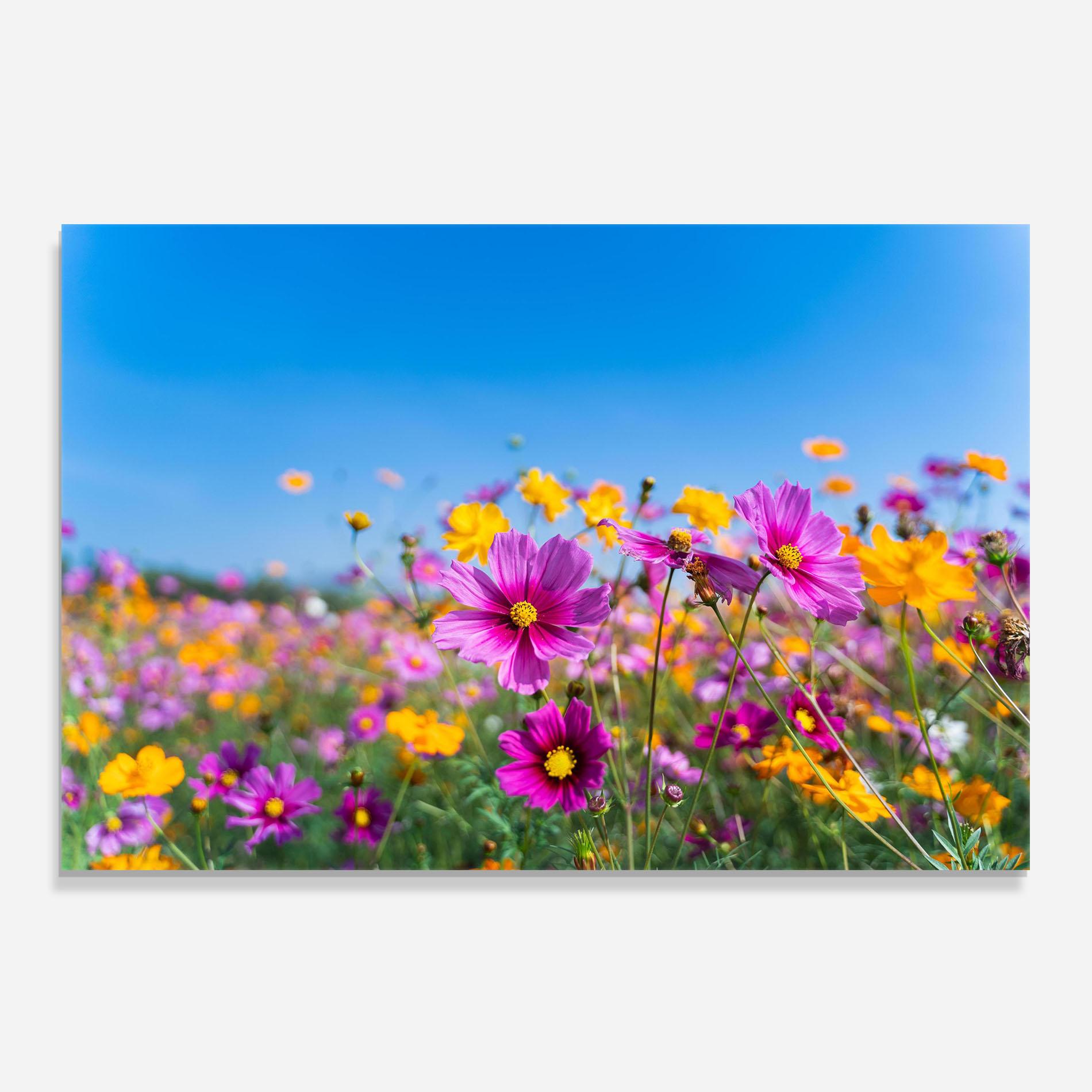 Küchenrückwand Glas Cosmos Flowers Grassland mockup 0