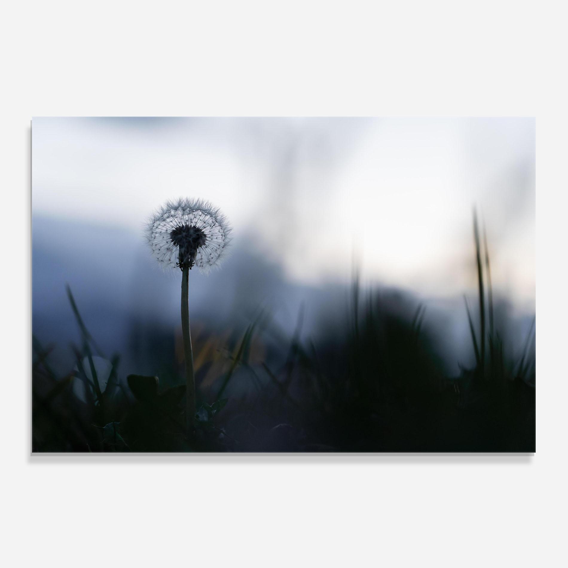 Küchenrückwand Glas Dandelion Wild View mockup 0