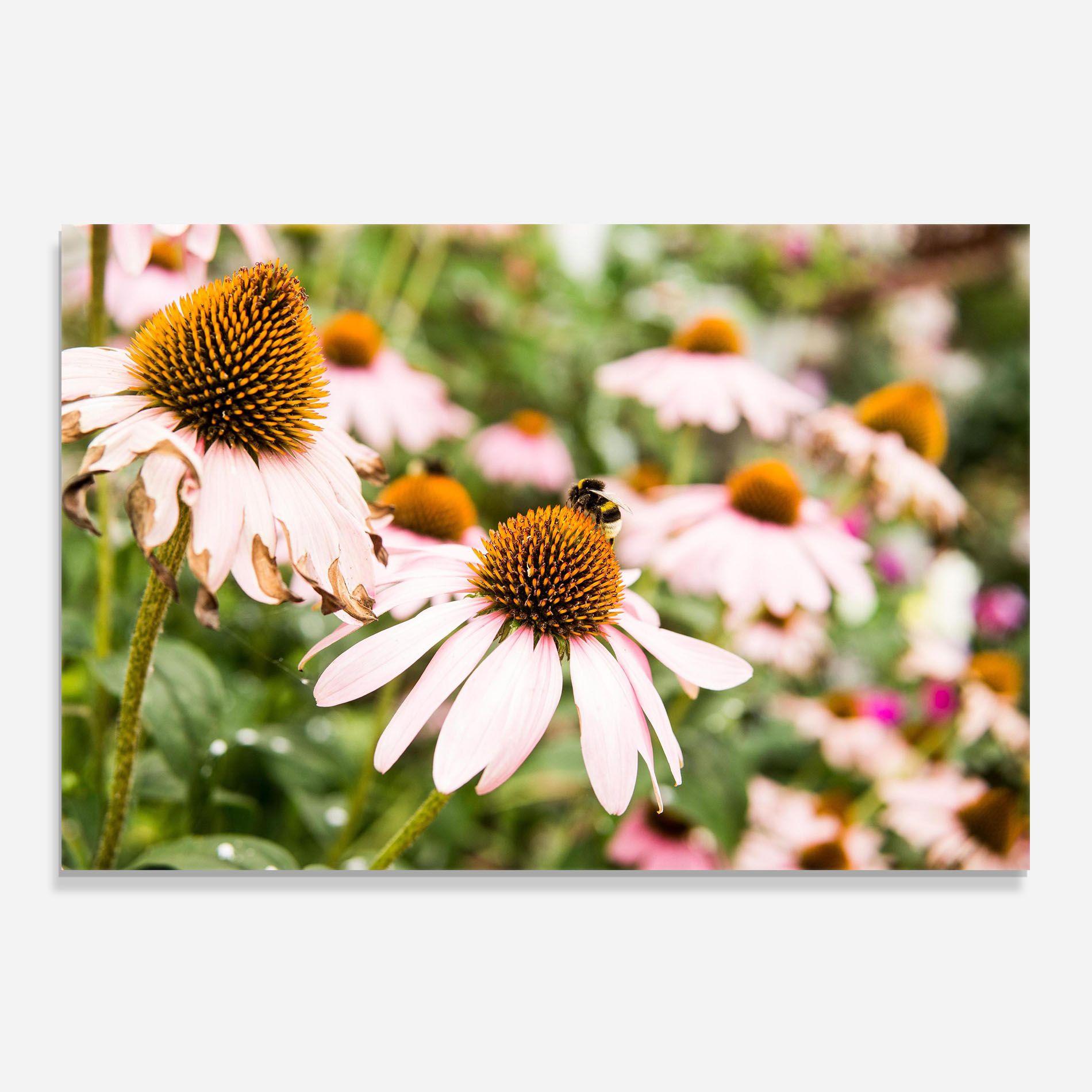 Daylight Bee mockup 0