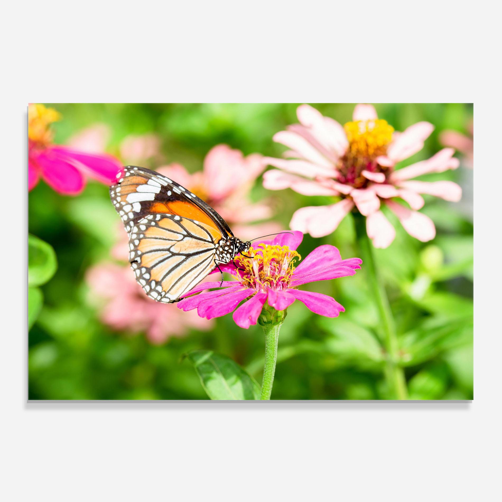 Küchenrückwand Glas Daylight Butterfly mockup 0