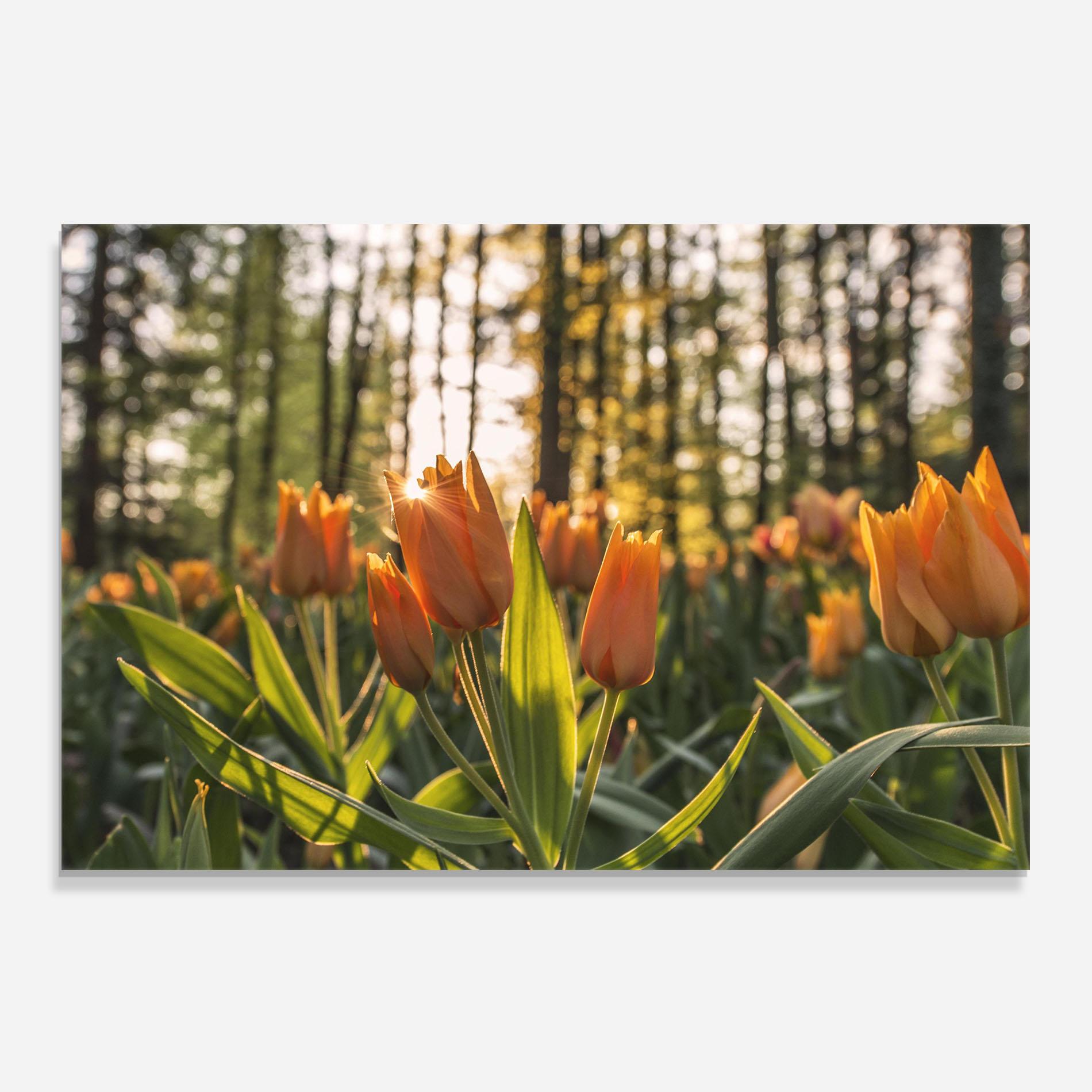 Küchenrückwand Glas Forest Tulips mockup 0