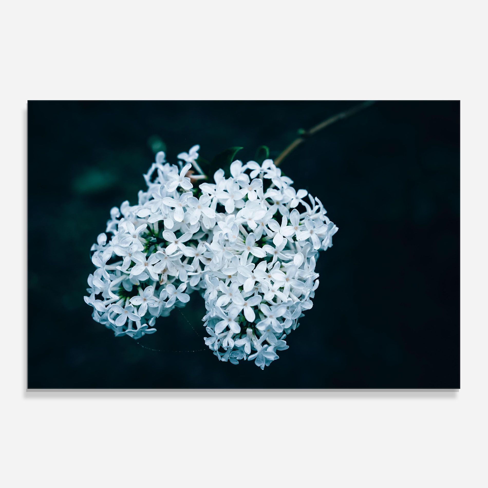 Green Light Flower mockup 0