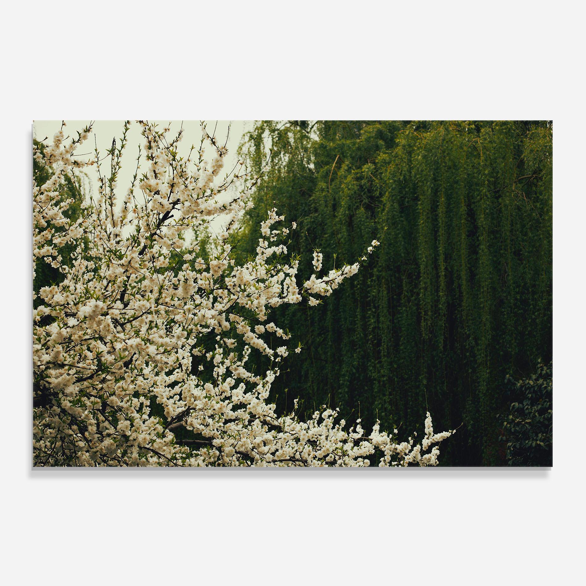 Küchenrückwand Glas Nature Veiw Tree mockup 0