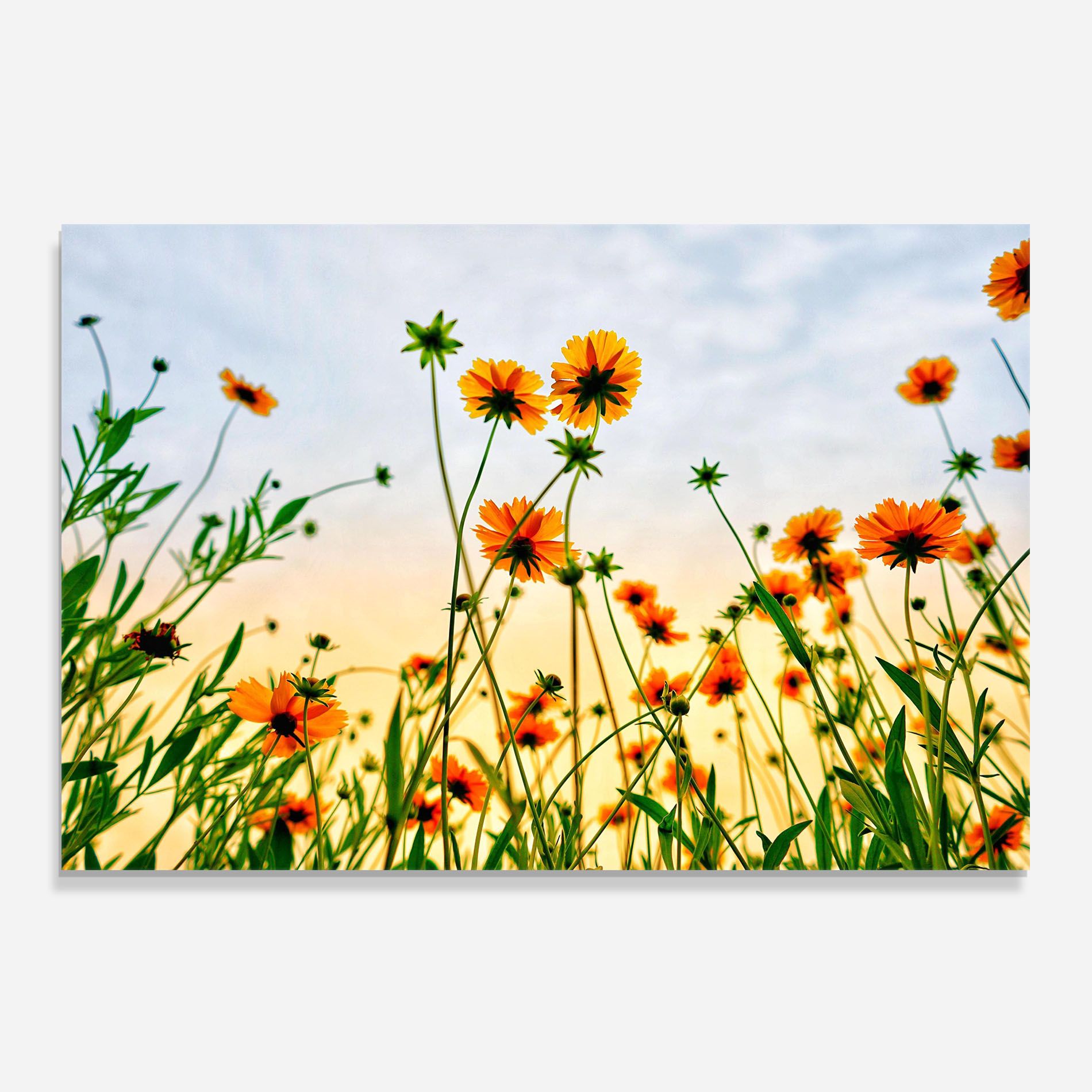 Orange Wild Flowers mockup 0
