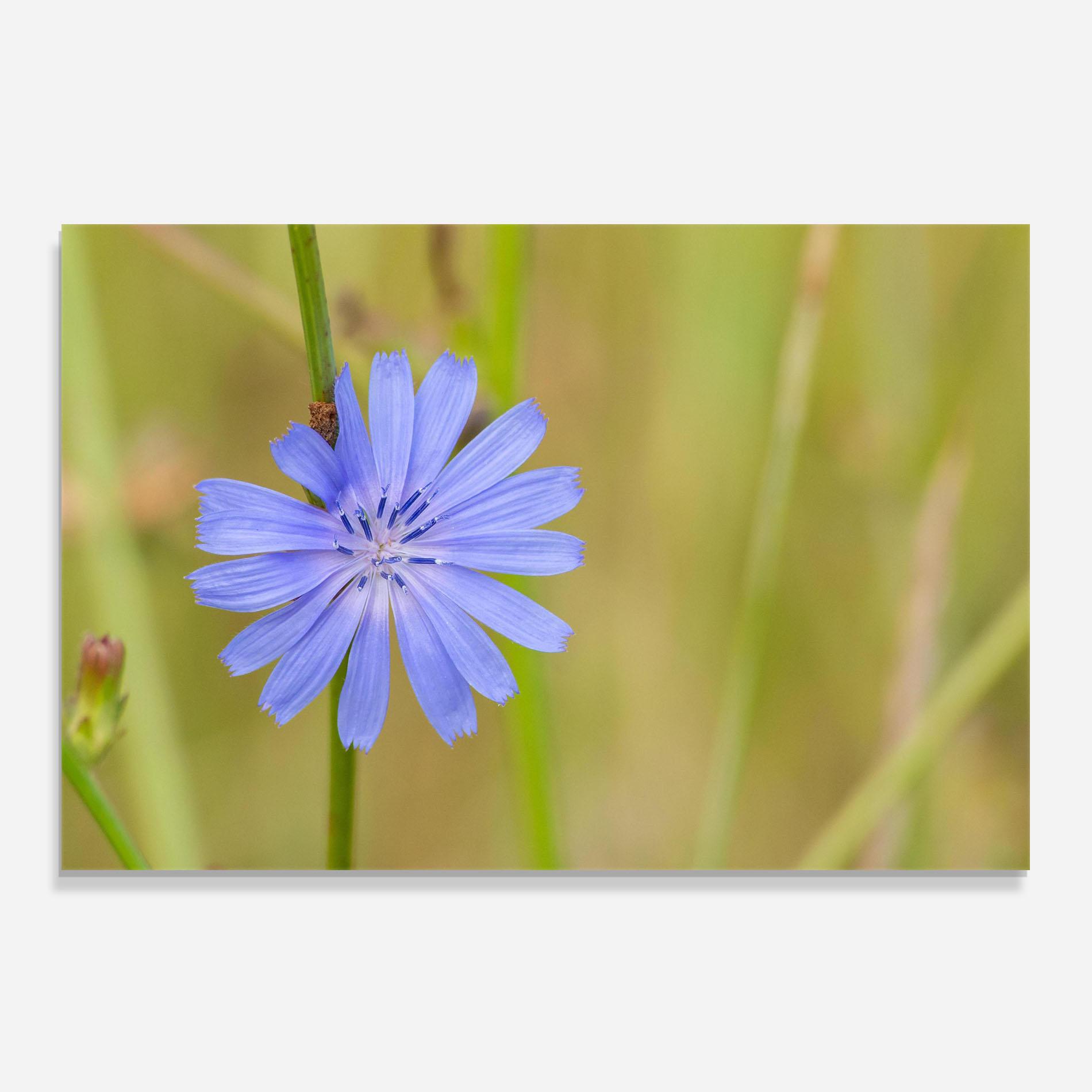 Küchenrückwand Glas Wild Purple Blue mockup 0